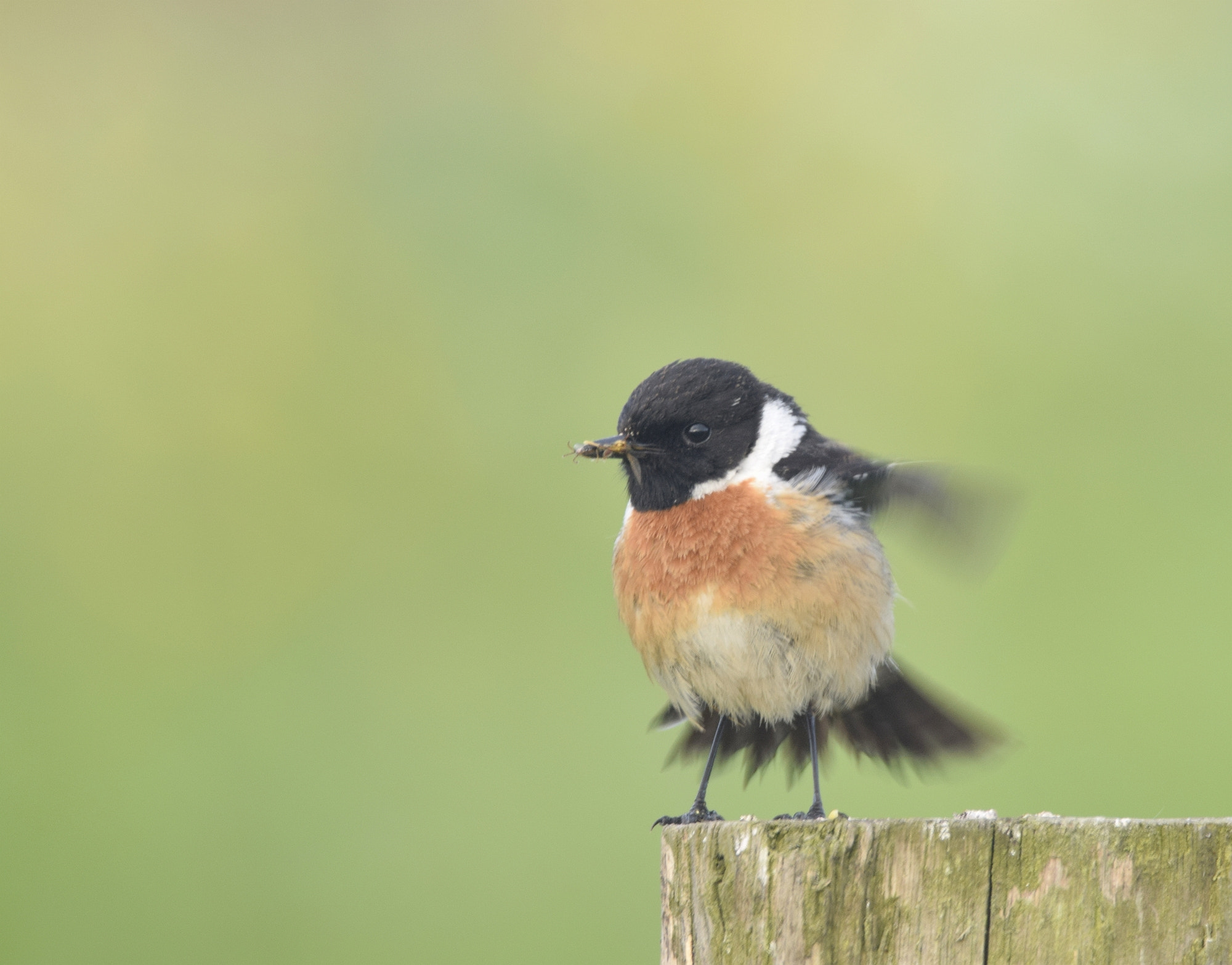 Sigma 150-600mm F5-6.3 DG OS HSM | C sample photo