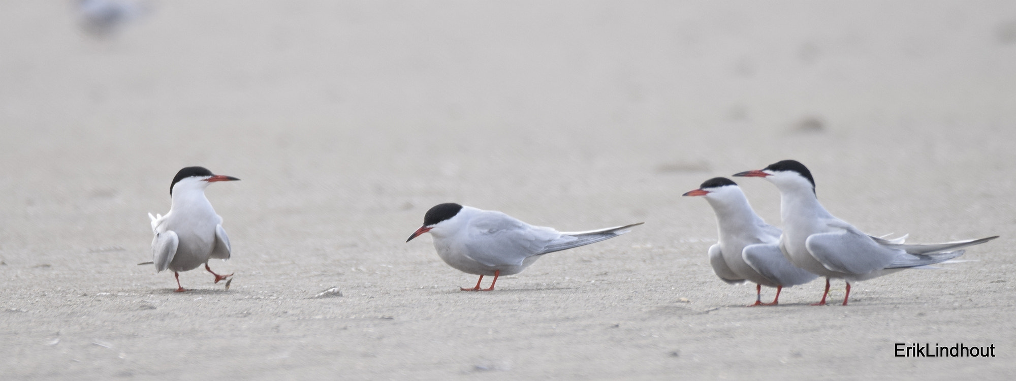 Sigma 150-600mm F5-6.3 DG OS HSM | C sample photo
