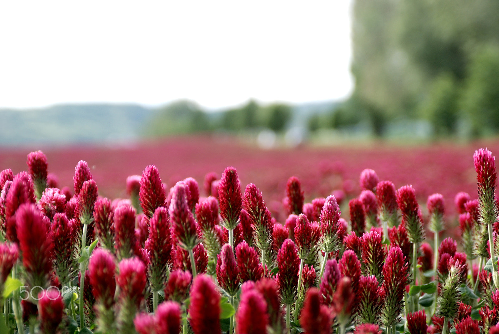 AF Zoom-Nikkor 28-105mm f/3.5-4.5D IF sample photo. Fields of purple photography