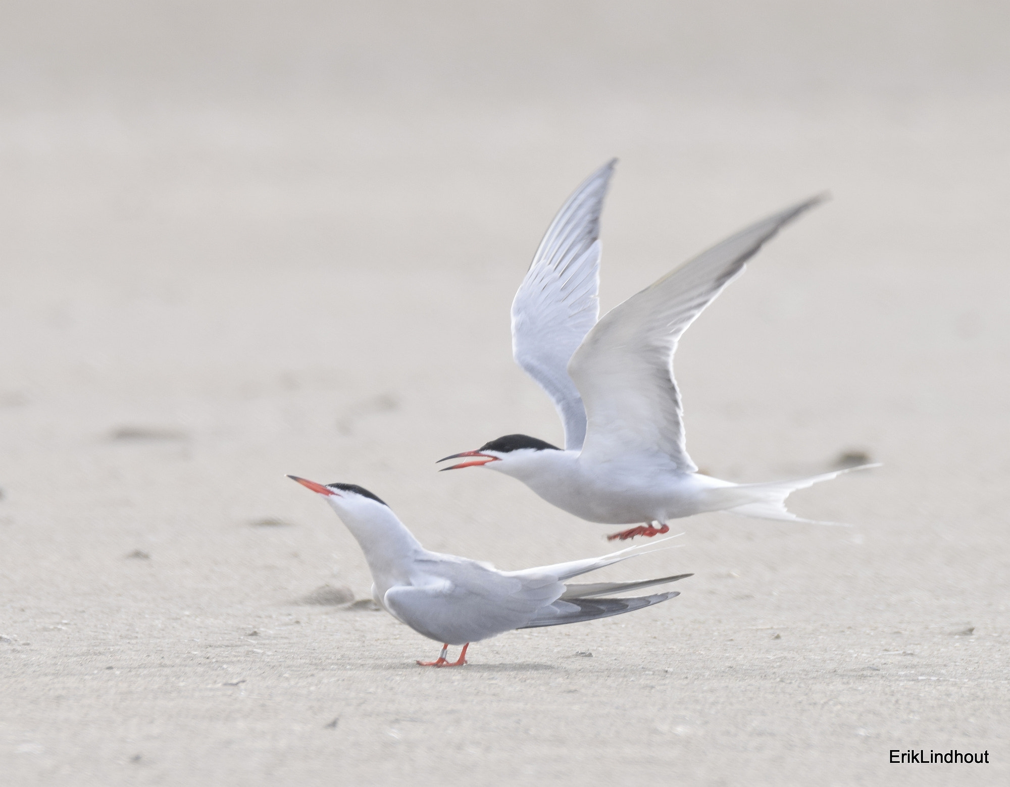 Sigma 150-600mm F5-6.3 DG OS HSM | C sample photo