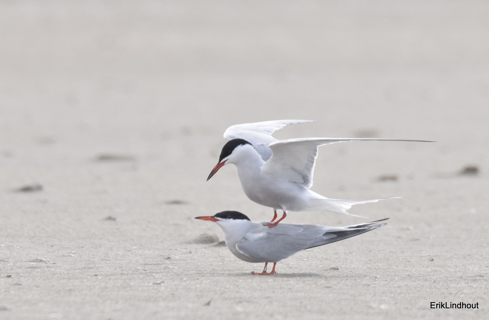 Sigma 150-600mm F5-6.3 DG OS HSM | C sample photo