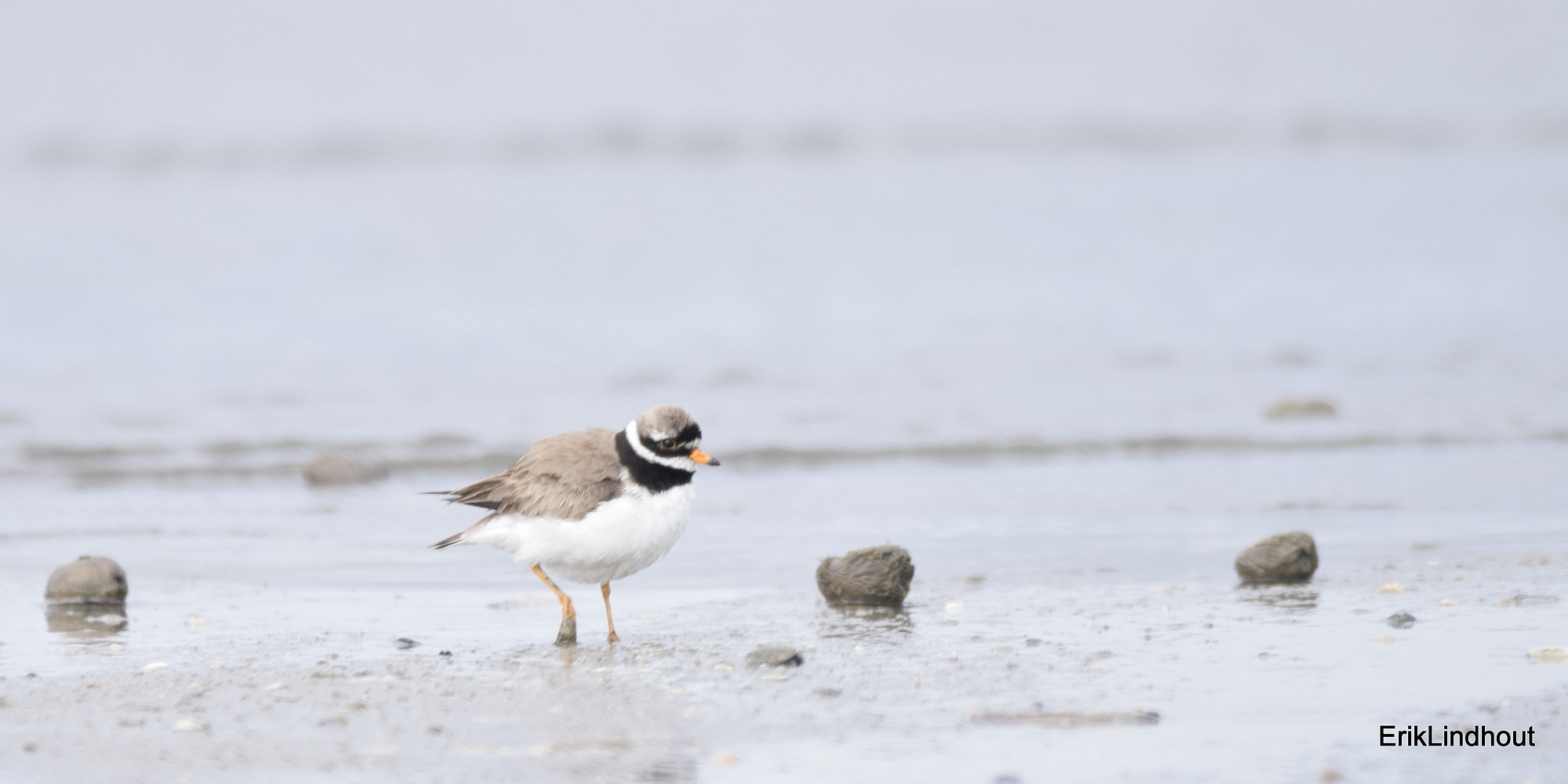 Sigma 150-600mm F5-6.3 DG OS HSM | C sample photo