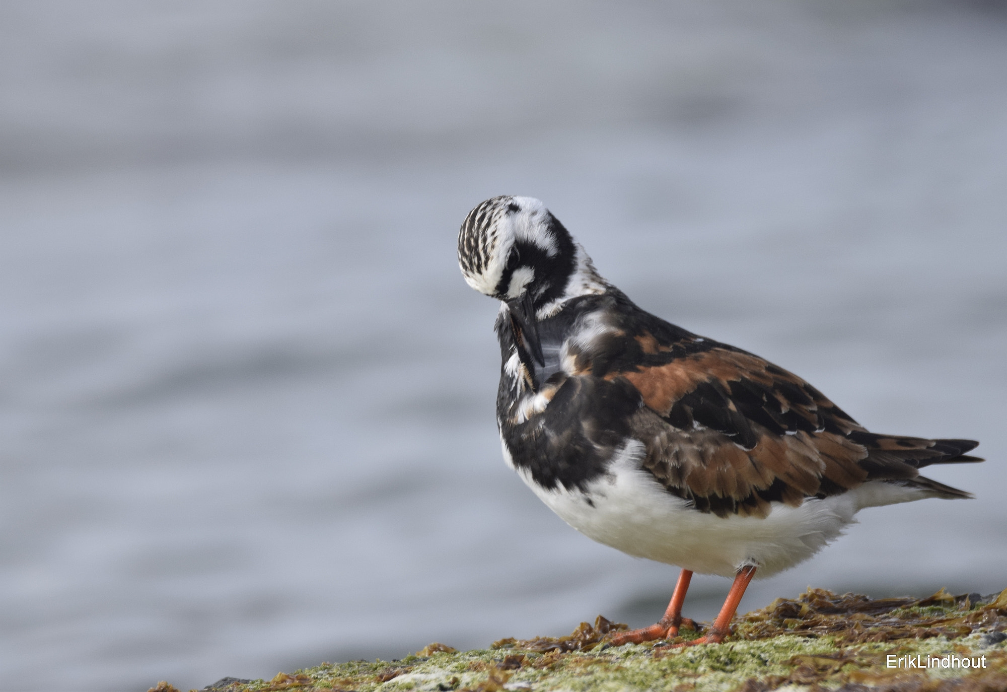 Sigma 150-600mm F5-6.3 DG OS HSM | C sample photo