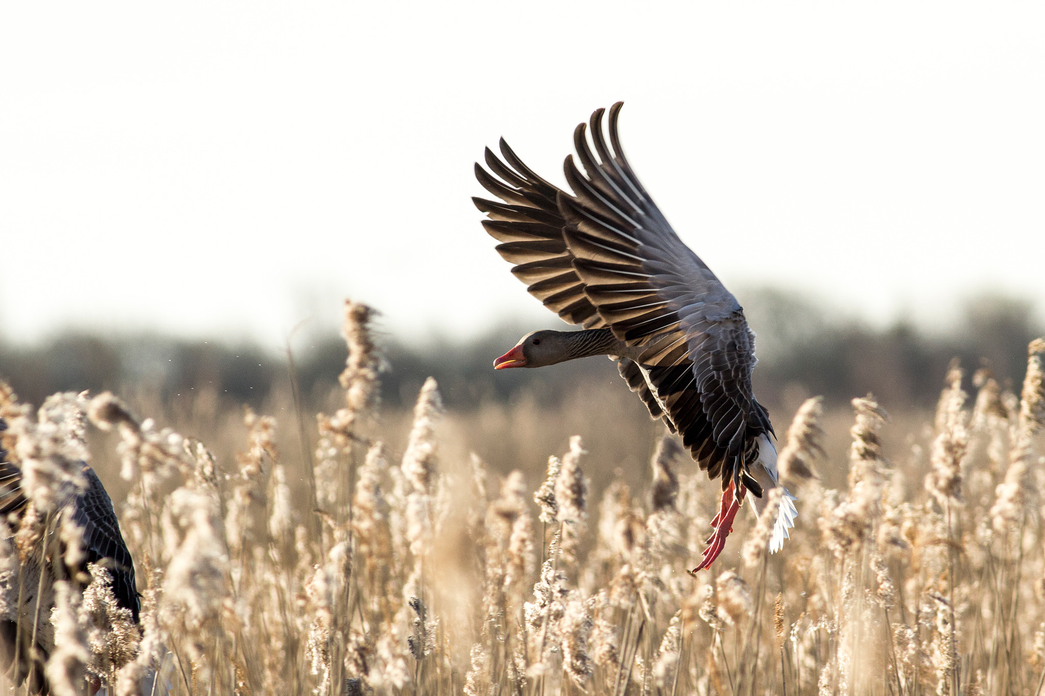 Canon EOS 60D + Canon EF 400mm F5.6L USM sample photo. Gray goose preparing for landing photography