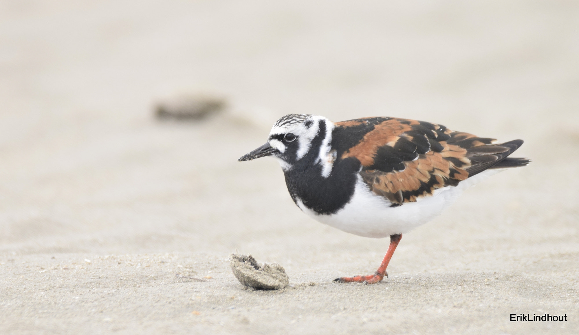 Sigma 150-600mm F5-6.3 DG OS HSM | C sample photo