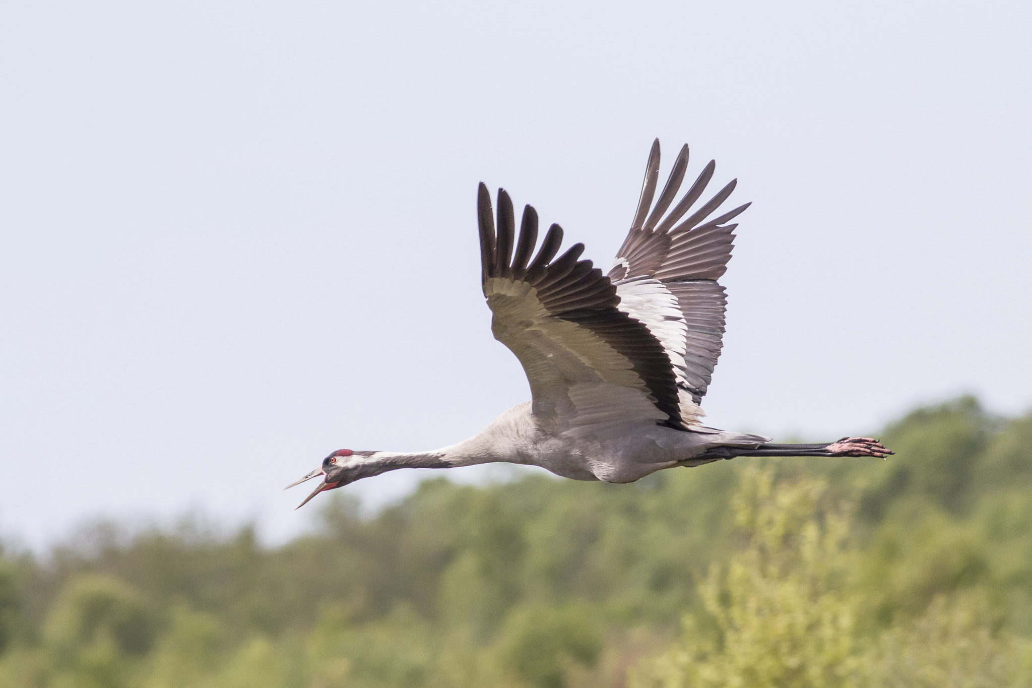 Canon EOS 60D + Canon EF 400mm F5.6L USM sample photo. Crane photography