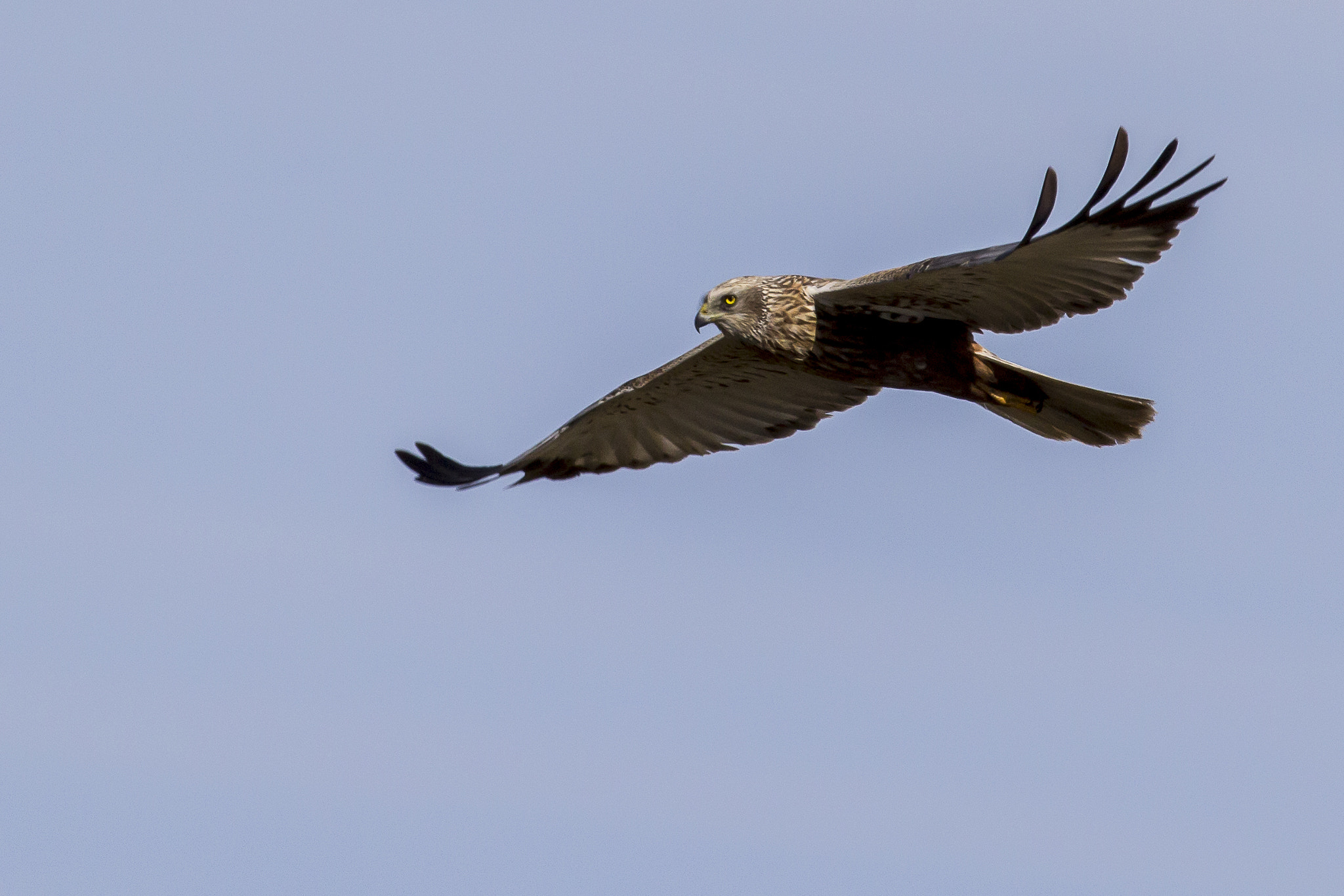 Canon EOS 60D + Canon EF 400mm F5.6L USM sample photo. Marsh harrier photography