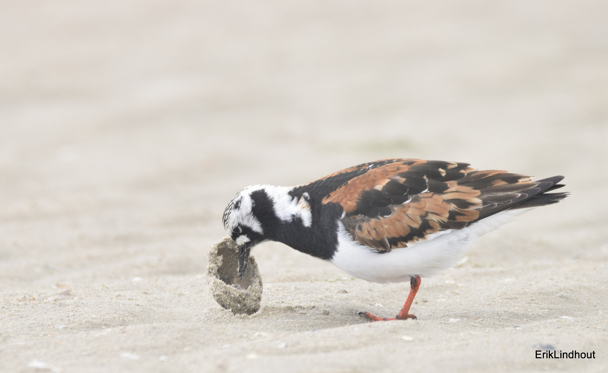 Sigma 150-600mm F5-6.3 DG OS HSM | C sample photo