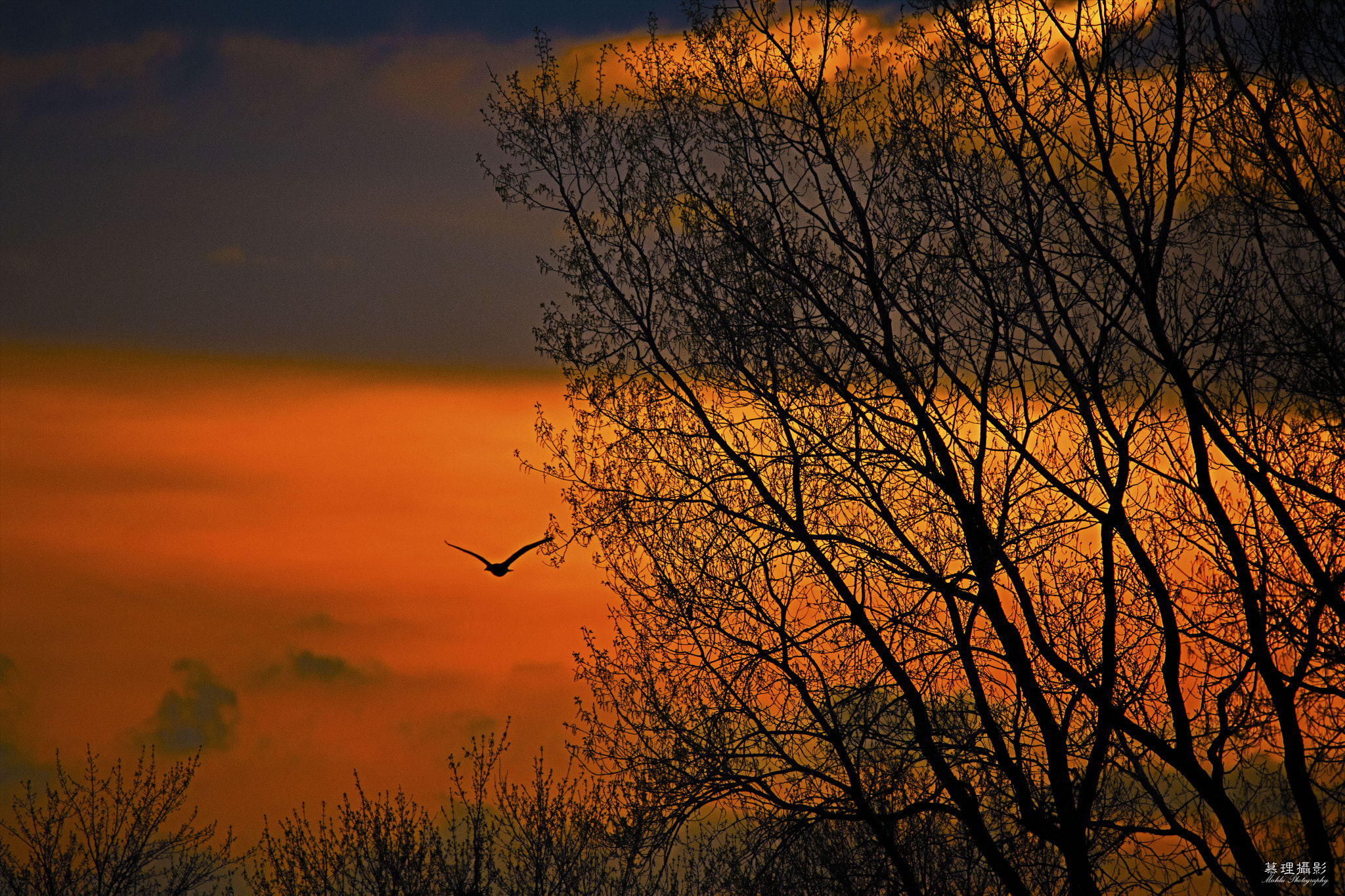 Nikon D5 sample photo. Lone night heron in dusk photography