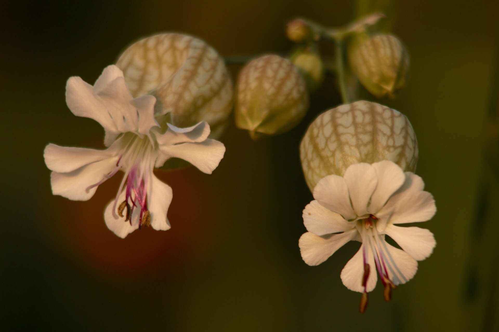 Canon EF 70-300mm F4-5.6 IS USM sample photo. Flowers photography