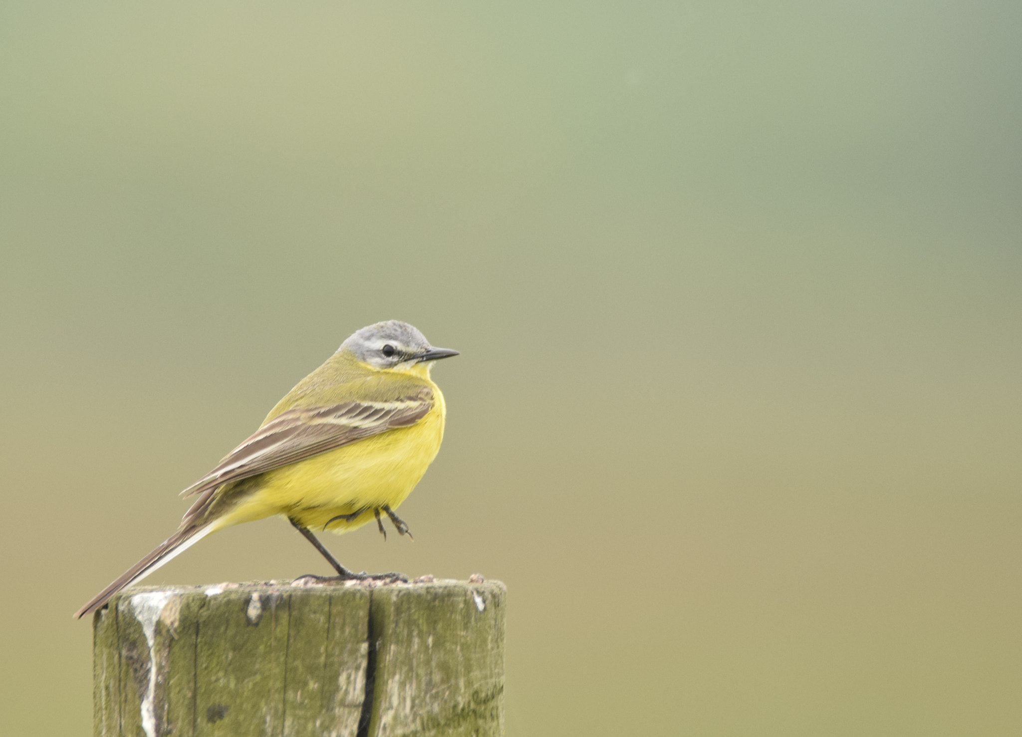 Sigma 150-600mm F5-6.3 DG OS HSM | C sample photo