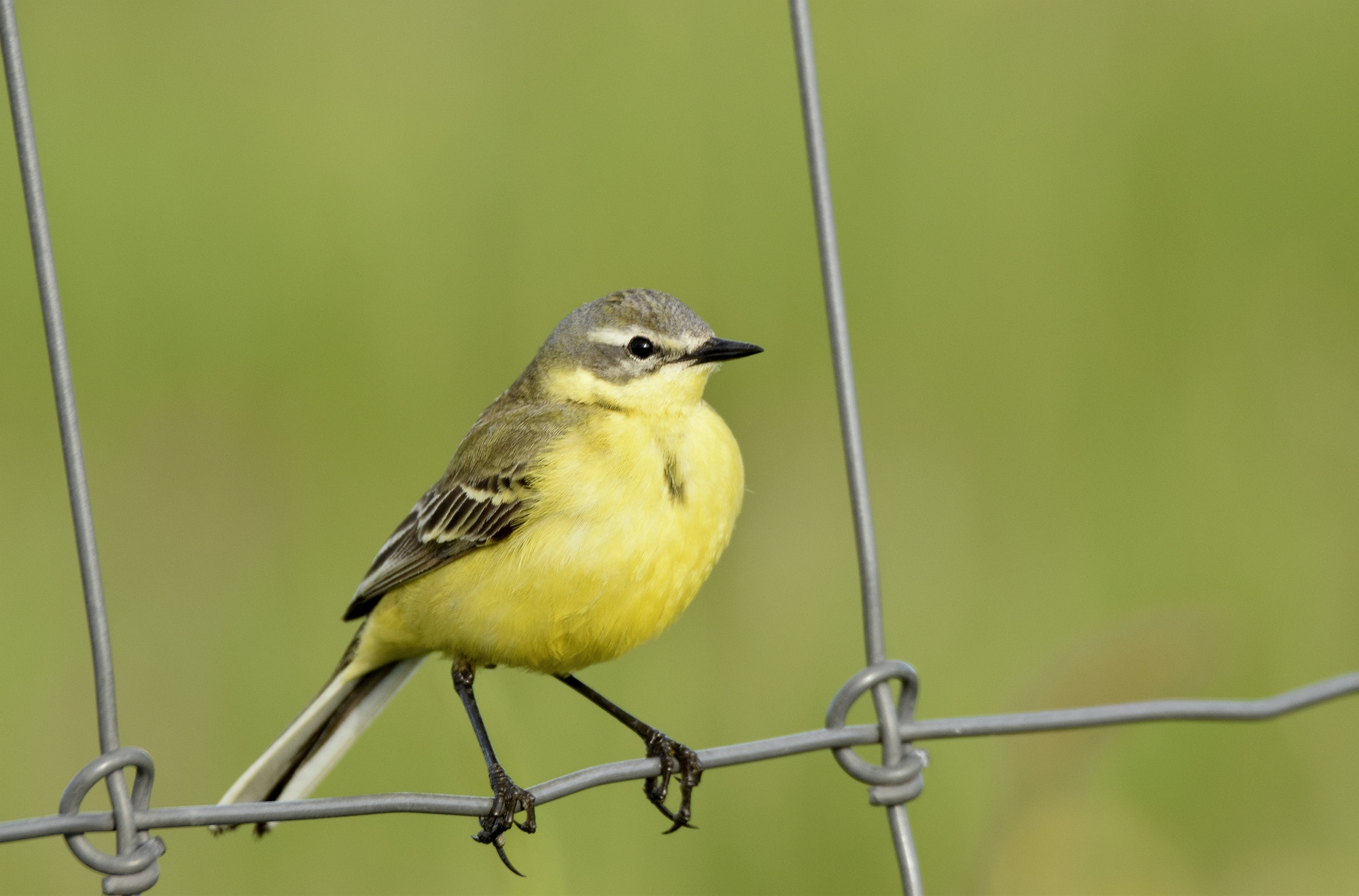 Sigma 150-600mm F5-6.3 DG OS HSM | C sample photo