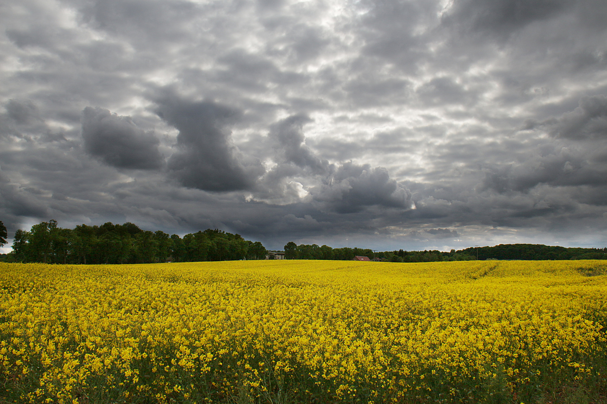 Canon EOS 650D (EOS Rebel T4i / EOS Kiss X6i) + Sigma 18-50mm F2.8-4.5 DC OS HSM sample photo. Rapsfeld und wolken, rape and clouds photography