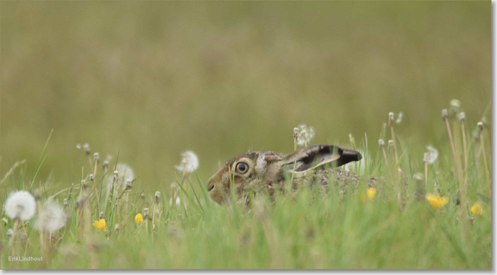 Sigma 150-600mm F5-6.3 DG OS HSM | C sample photo