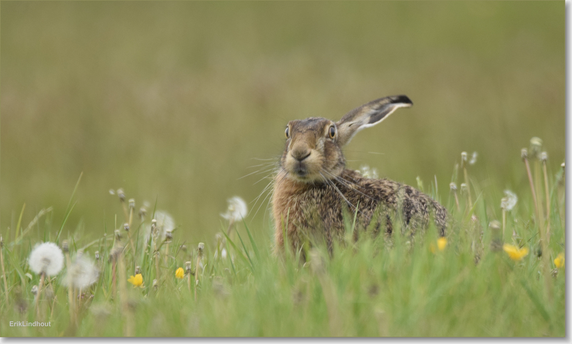 Sigma 150-600mm F5-6.3 DG OS HSM | C sample photo