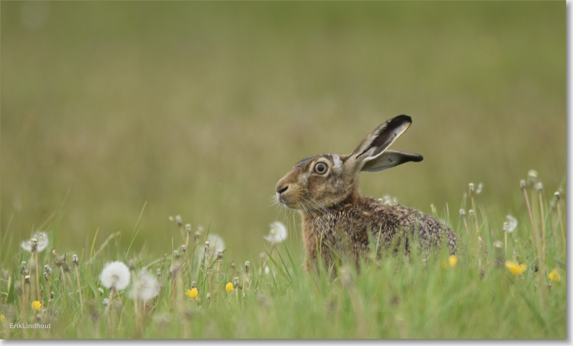 Sigma 150-600mm F5-6.3 DG OS HSM | C sample photo