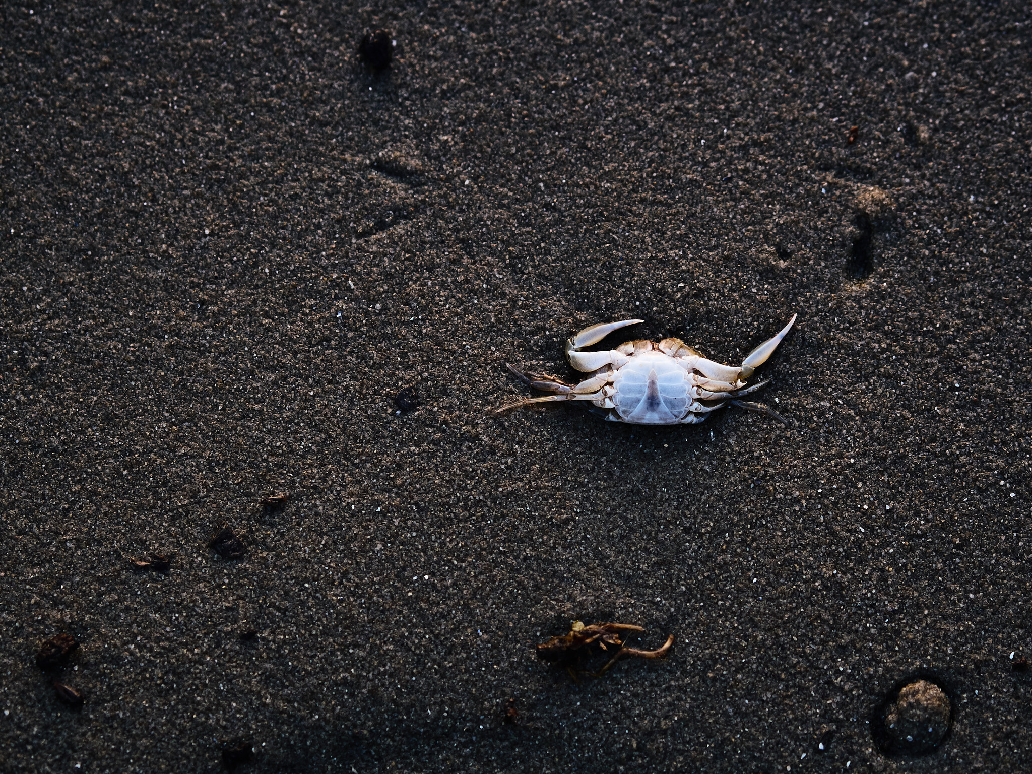 Olympus PEN E-P5 + Olympus M.Zuiko Digital ED 75mm F1.8 sample photo. Death of a shellfish photography