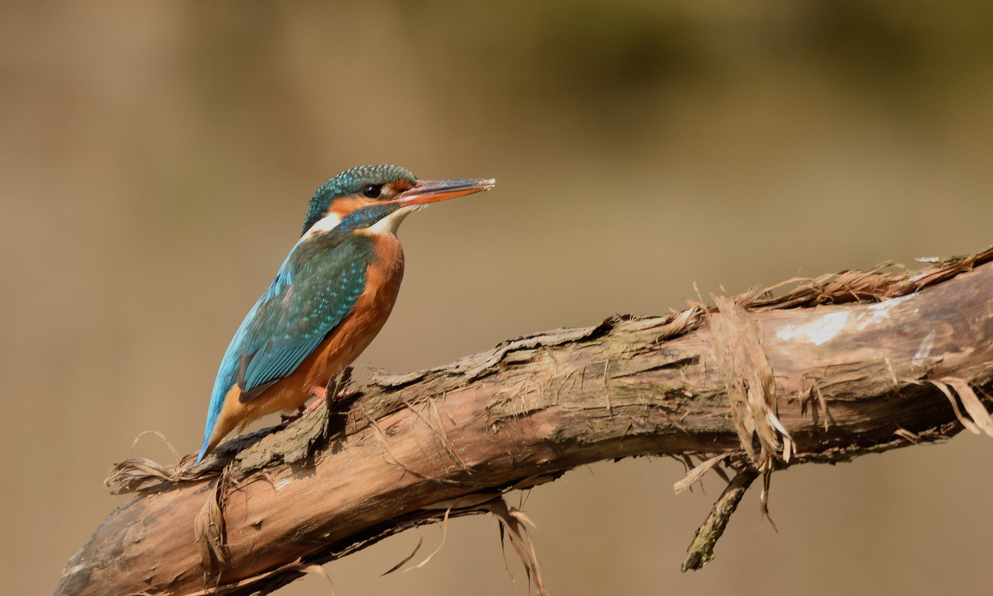 Sigma 150-600mm F5-6.3 DG OS HSM | C sample photo