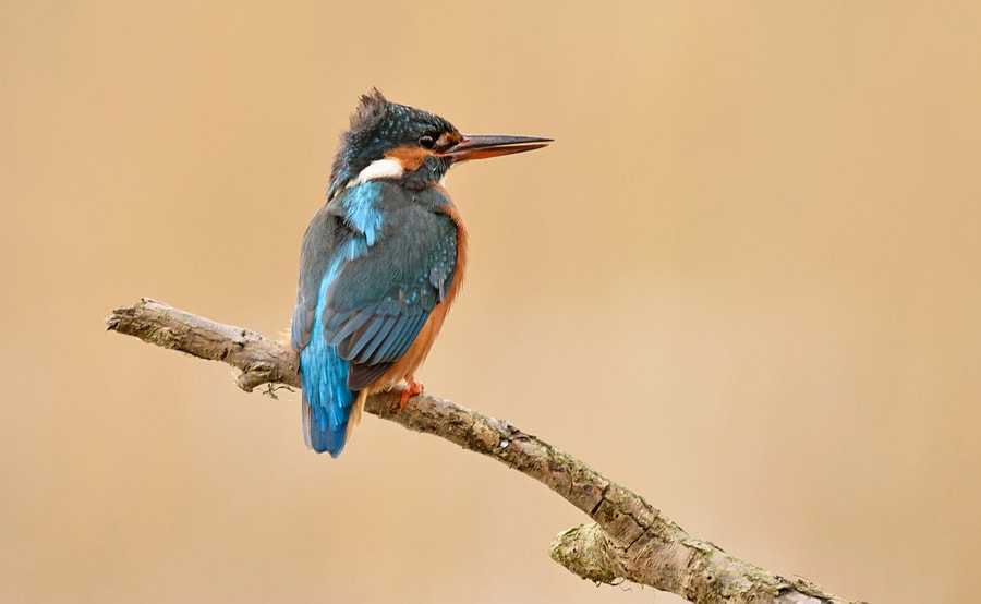 Sigma 150-600mm F5-6.3 DG OS HSM | C sample photo