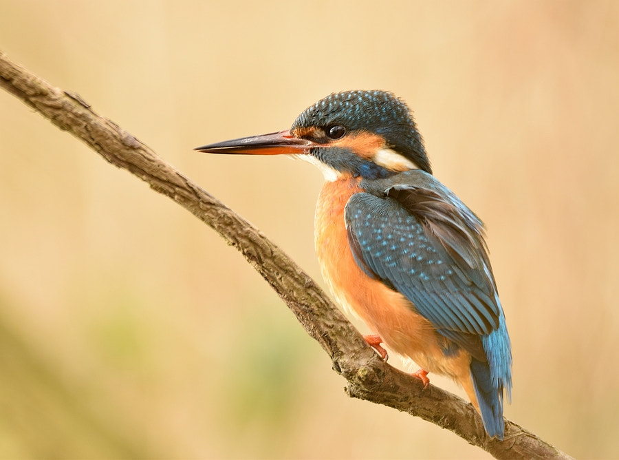 Sigma 150-600mm F5-6.3 DG OS HSM | C sample photo