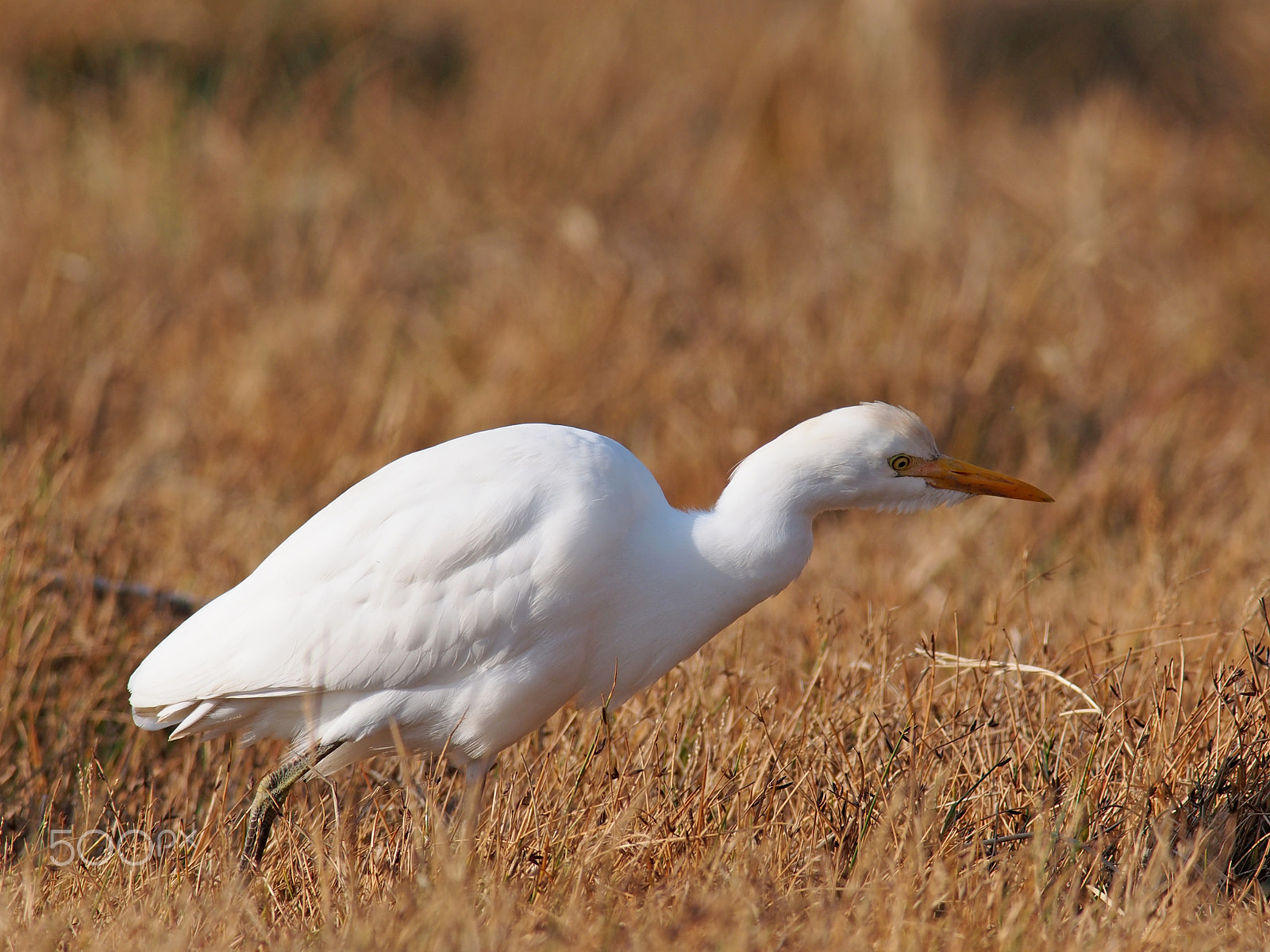 Olympus OM-D E-M5 + OLYMPUS 300mm Lens sample photo. Bubulcus ibis ( cattle egret - Γελαδάρης ) photography