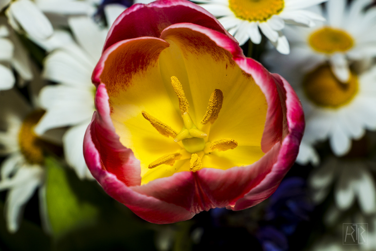 Canon EF-S 18-135mm F3.5-5.6 IS STM sample photo. Yellow&red photography