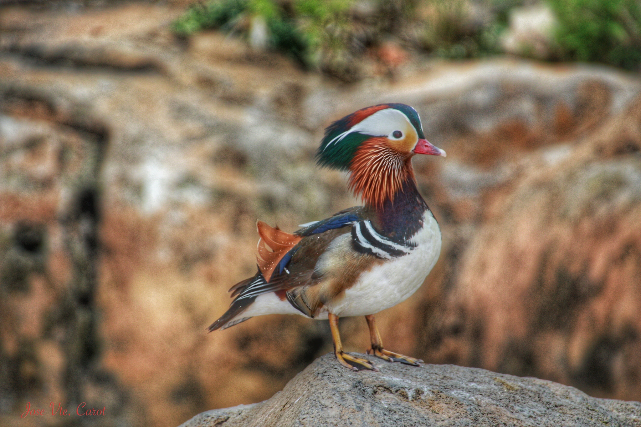 Canon 18-250mm sample photo