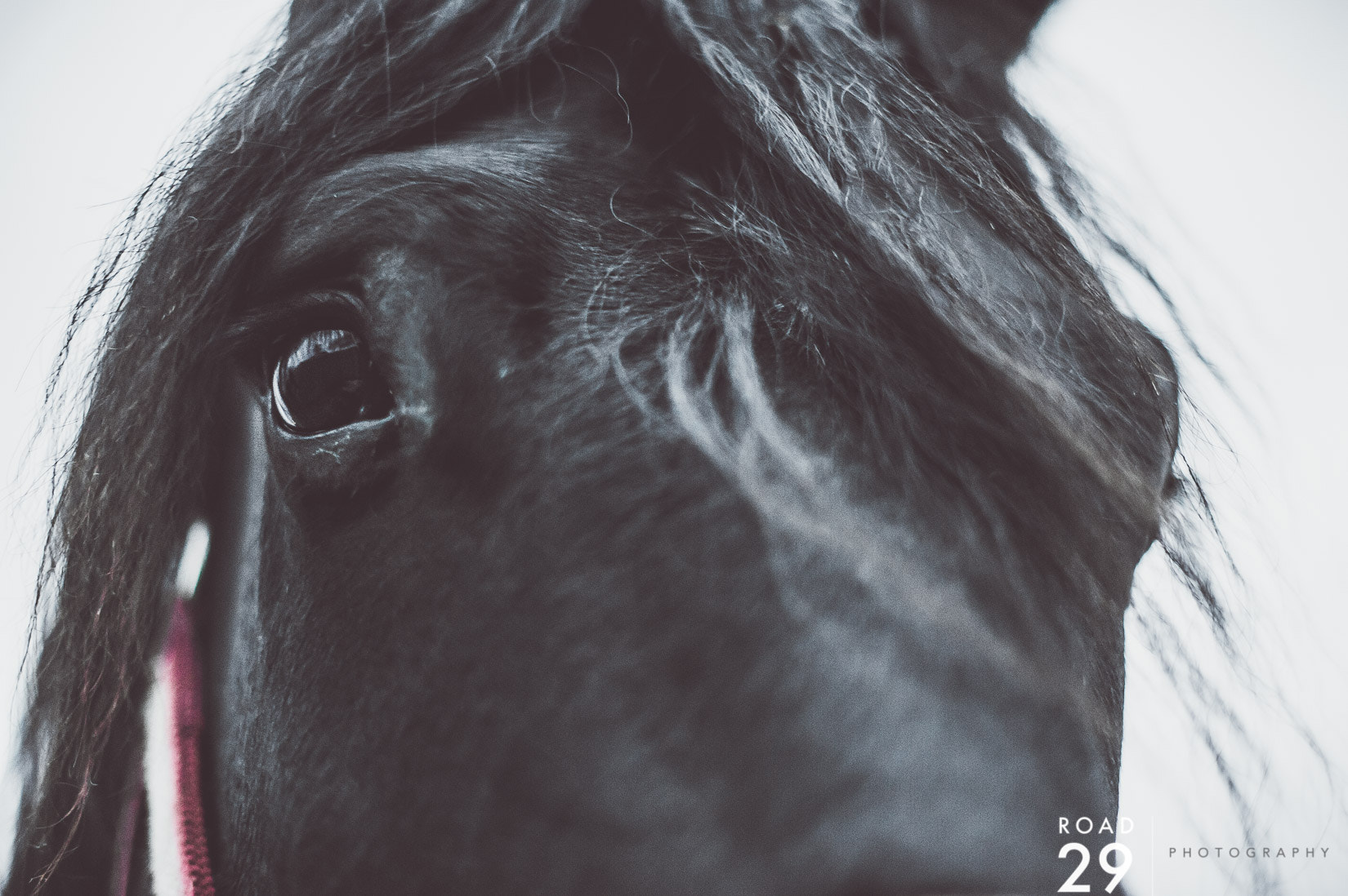 Nikon D3S + Nikon AF-S Nikkor 50mm F1.4G sample photo. Wild & tame photography