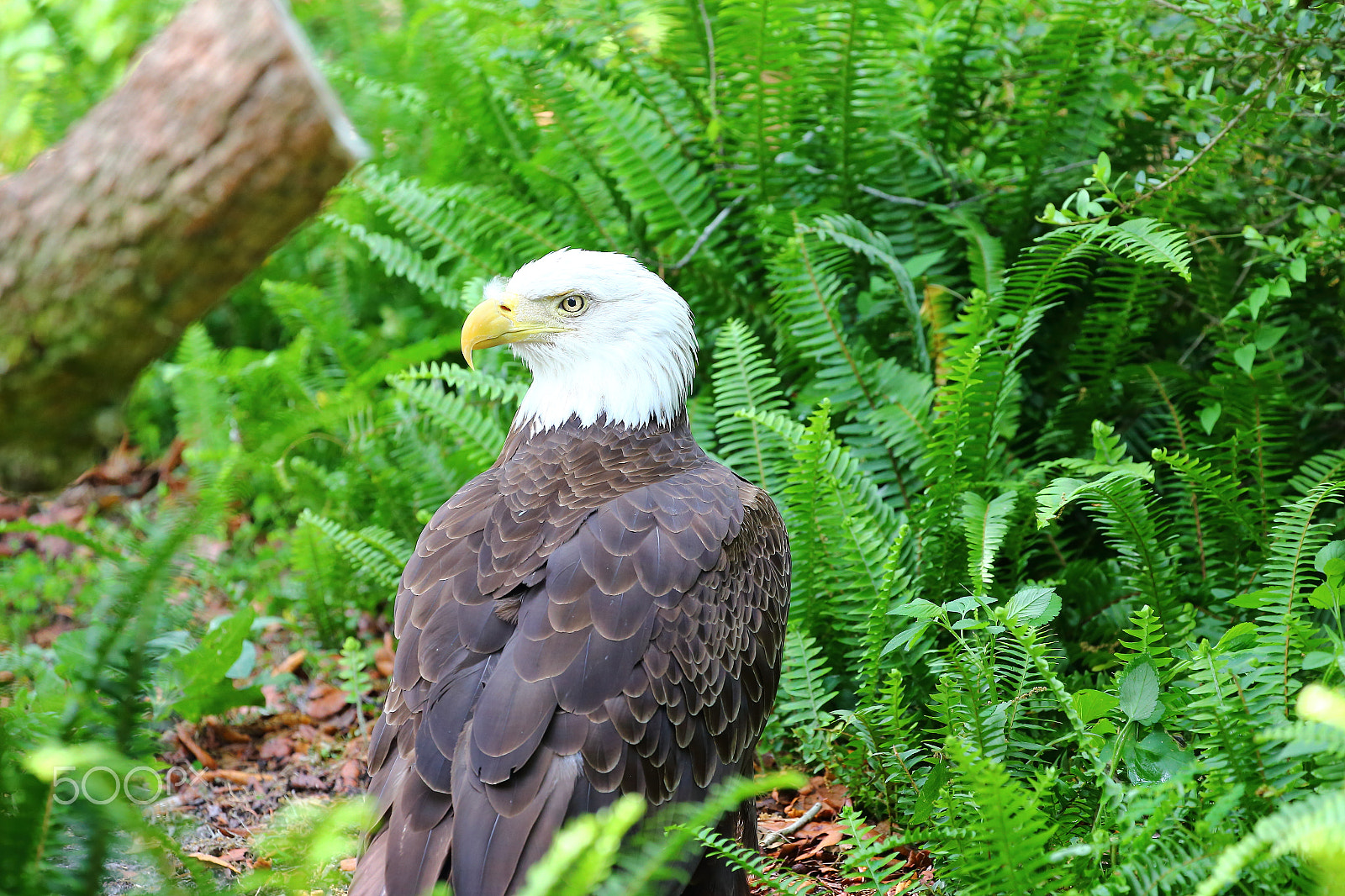 Canon EF 100-400mm F4.5-5.6L IS II USM sample photo. Southern bald eagle photography
