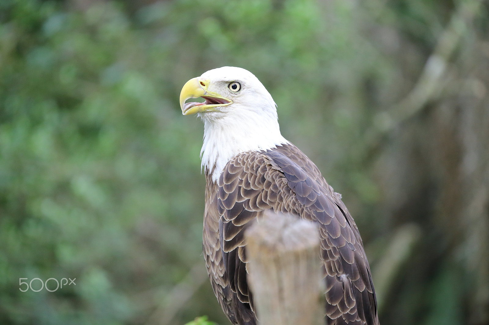 Canon EF 100-400mm F4.5-5.6L IS II USM sample photo. American bald eagle photography