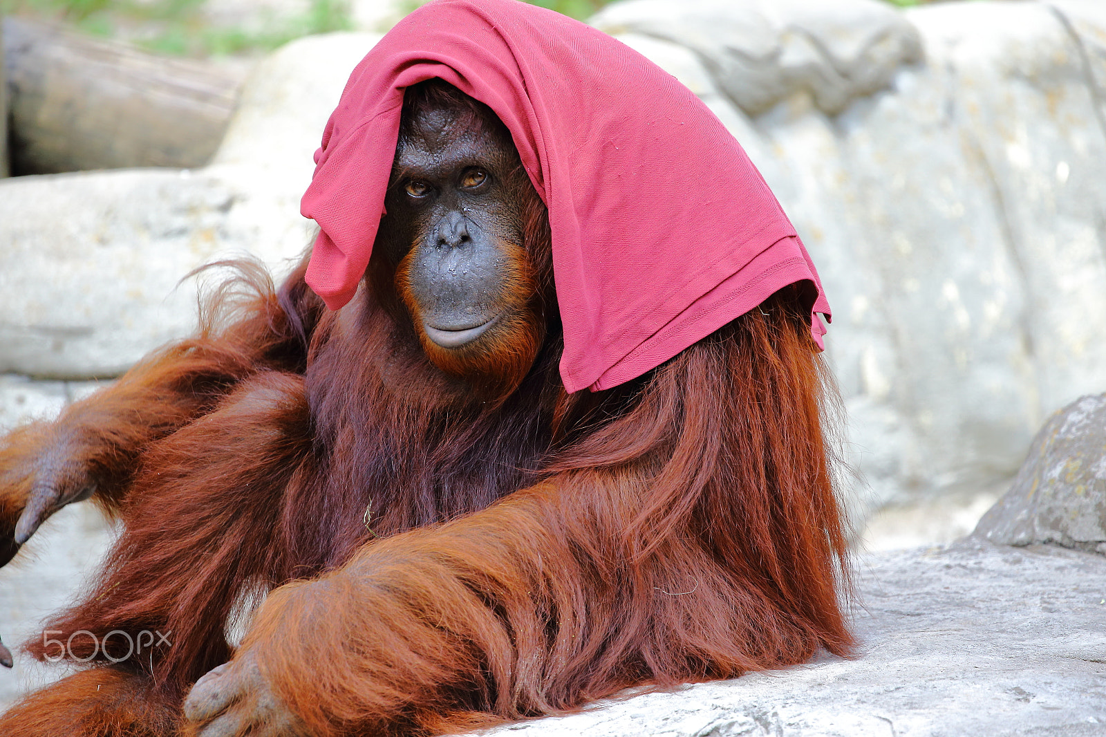 Canon EF 100-400mm F4.5-5.6L IS II USM sample photo. Covered orangutan photography