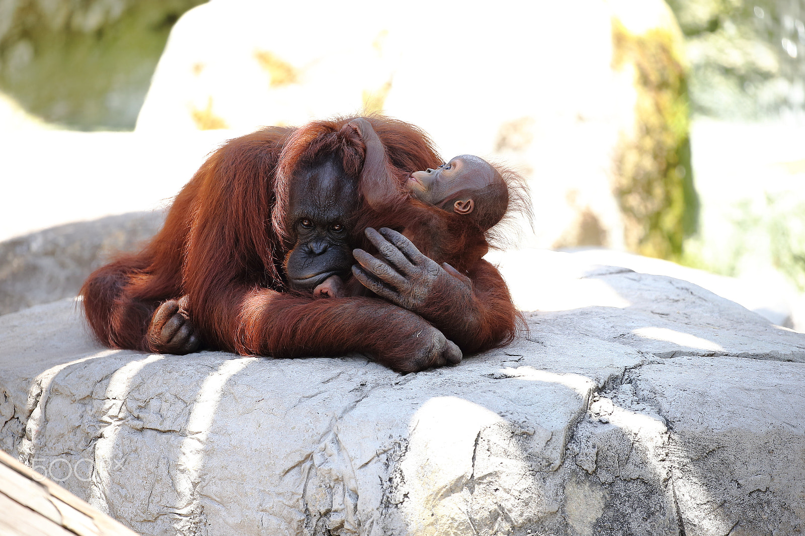 Canon EF 100-400mm F4.5-5.6L IS II USM sample photo. Motherly love photography