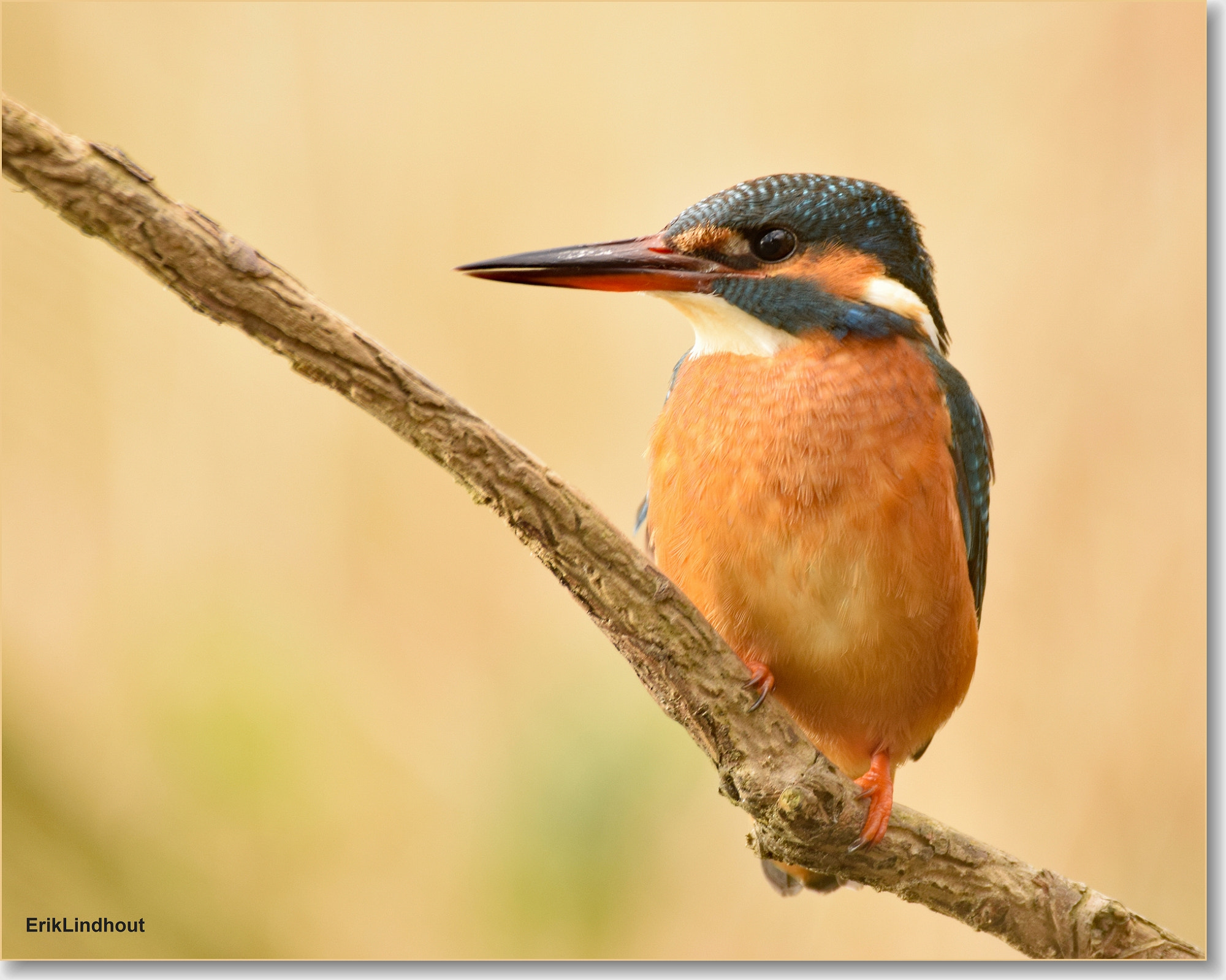 Sigma 150-600mm F5-6.3 DG OS HSM | C sample photo