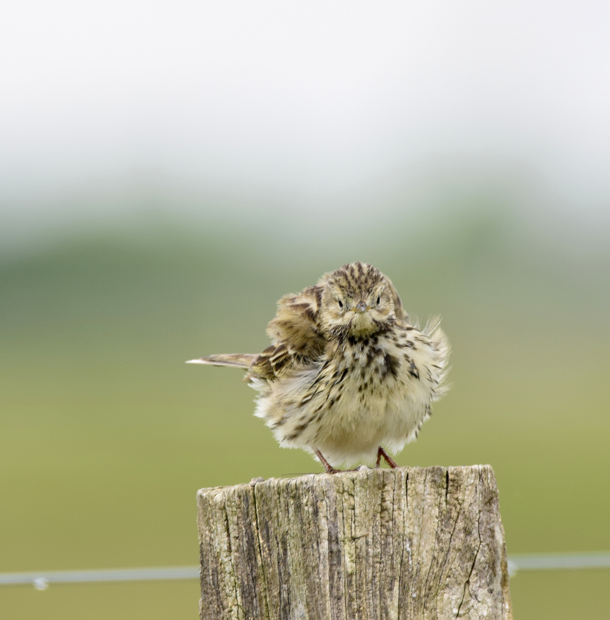 Sigma 150-600mm F5-6.3 DG OS HSM | C sample photo