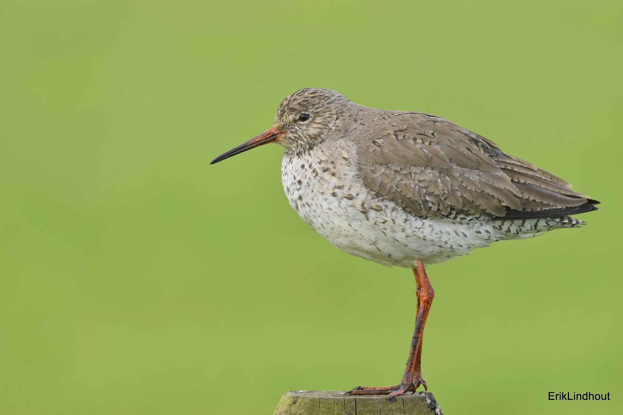 Sigma 150-600mm F5-6.3 DG OS HSM | C sample photo. Untitled photography