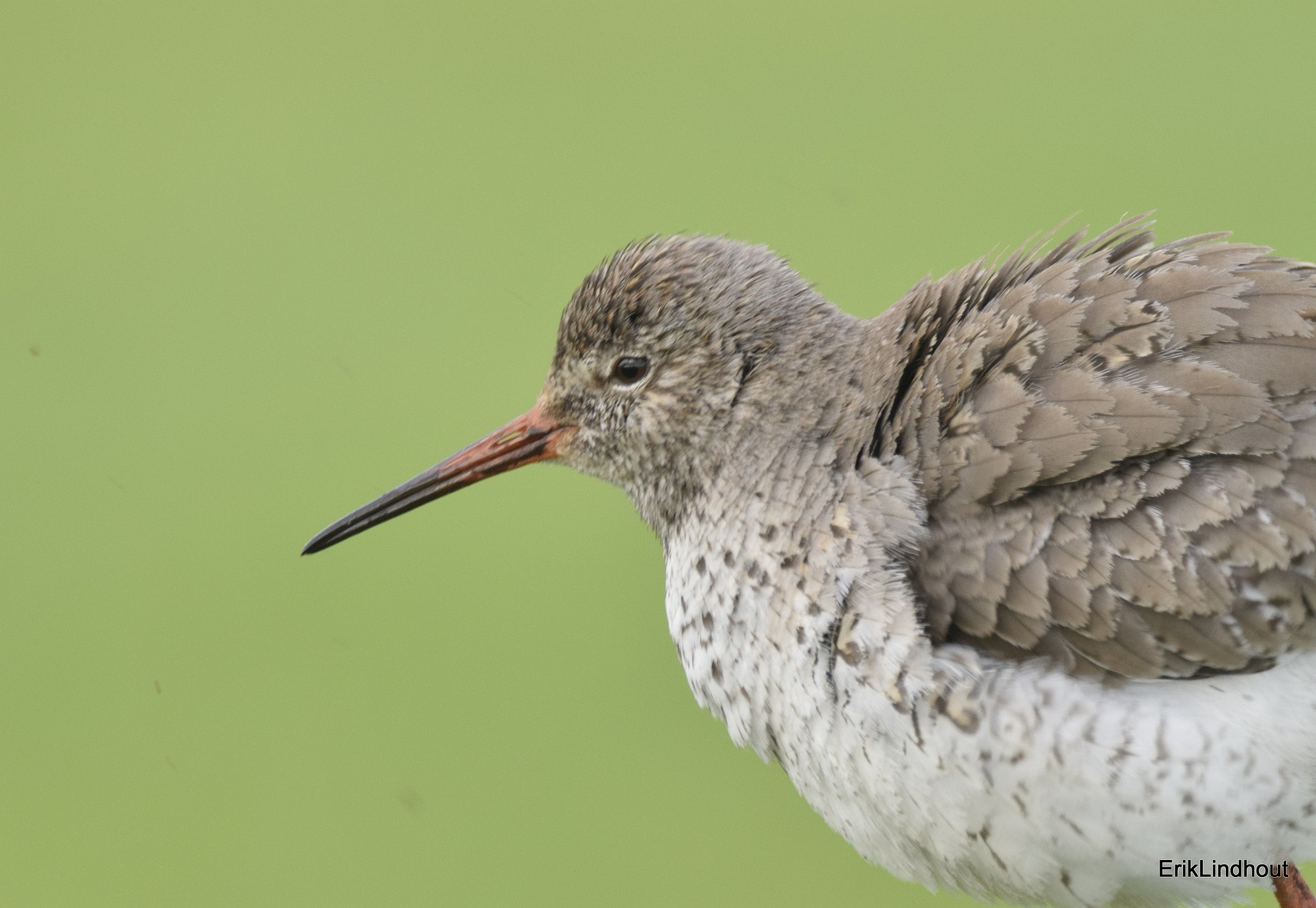 Sigma 150-600mm F5-6.3 DG OS HSM | C sample photo