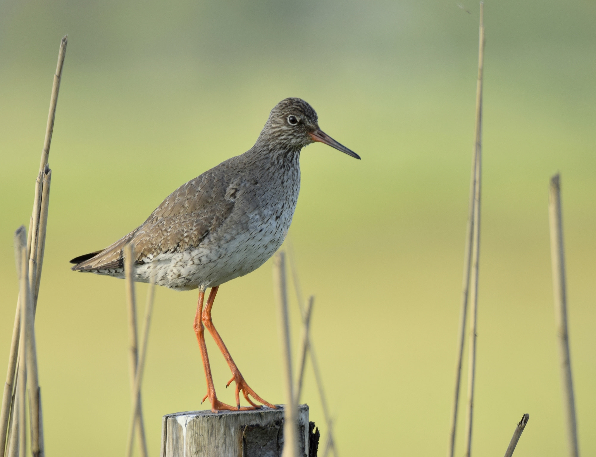 Sigma 150-600mm F5-6.3 DG OS HSM | C sample photo