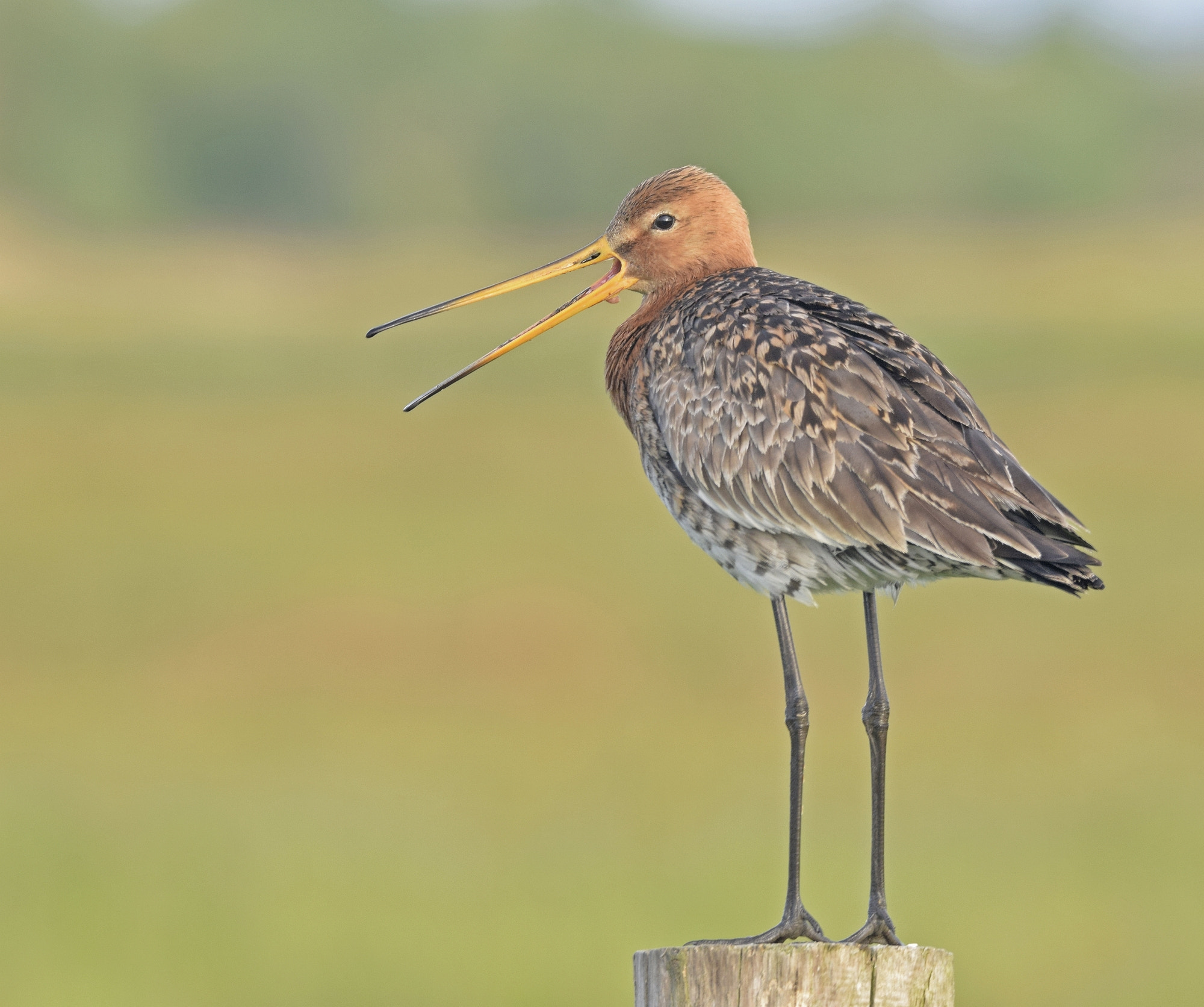 Sigma 150-600mm F5-6.3 DG OS HSM | C sample photo