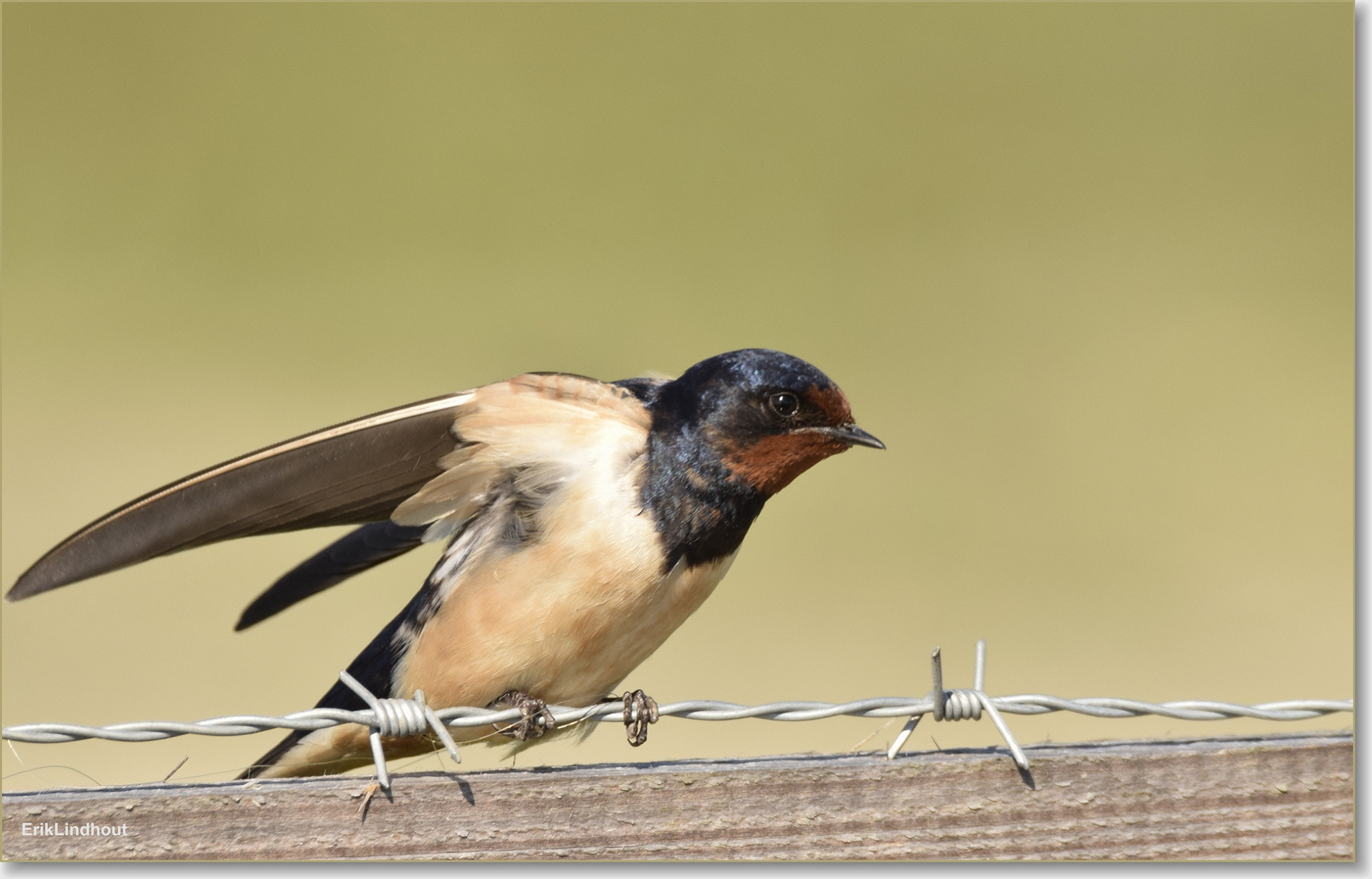 Sigma 150-600mm F5-6.3 DG OS HSM | C sample photo