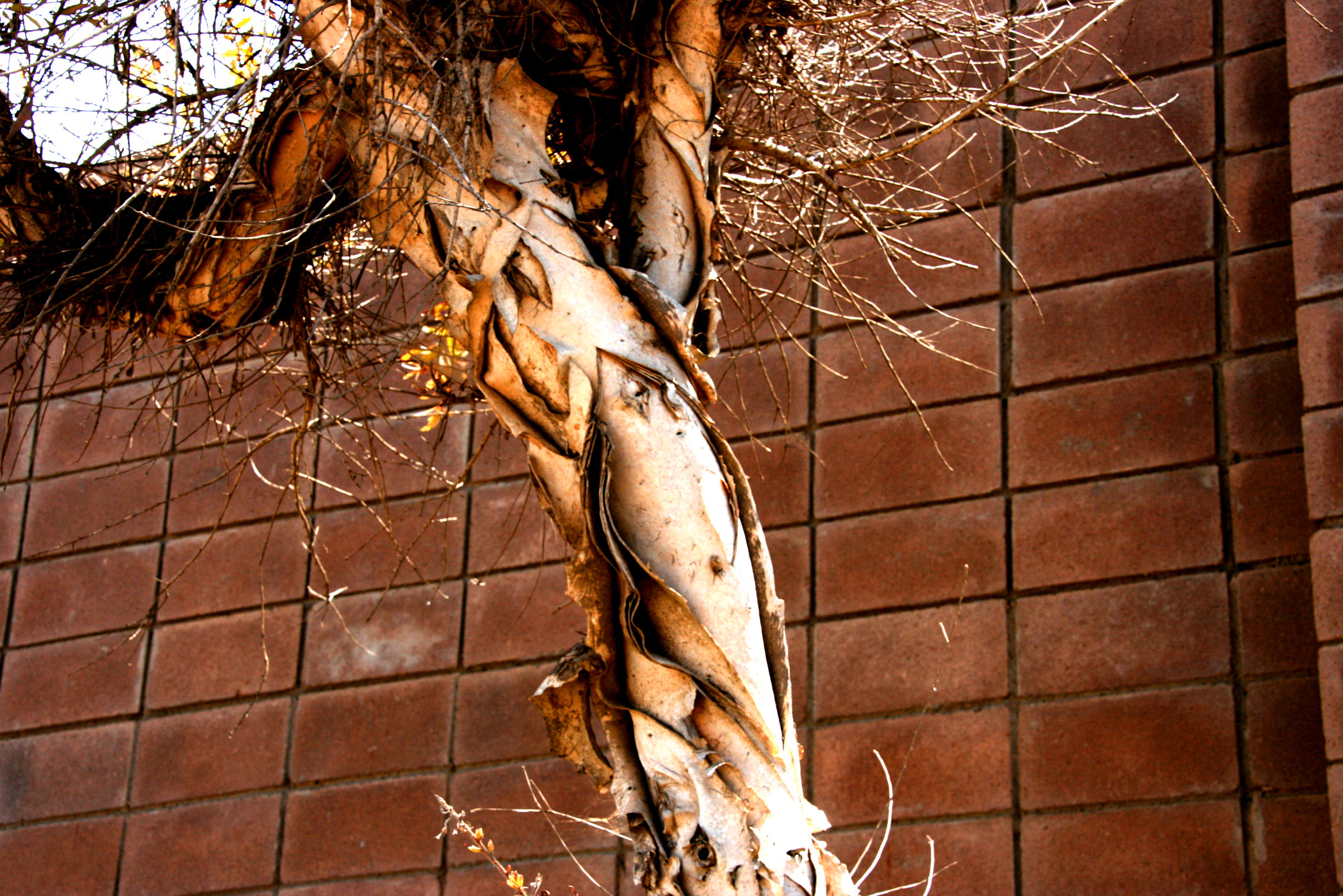 Canon EOS 400D (EOS Digital Rebel XTi / EOS Kiss Digital X) sample photo. árbol de papel photography