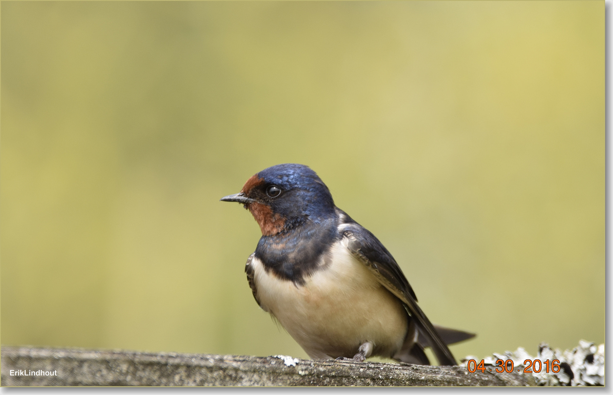 Sigma 150-600mm F5-6.3 DG OS HSM | C sample photo