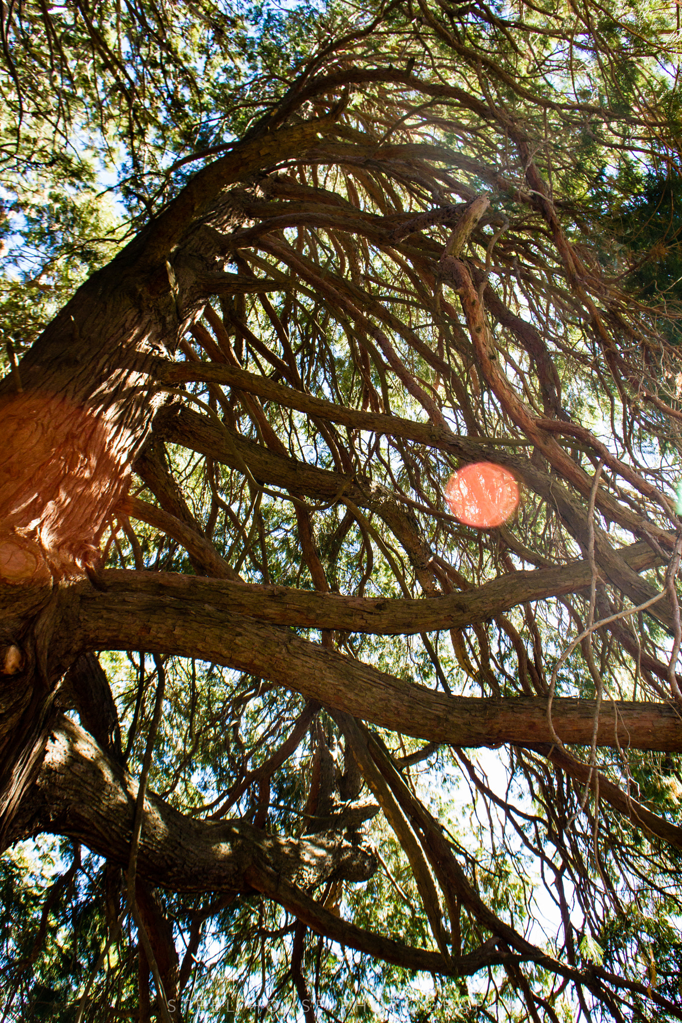 Sigma 18-50mm F2.8-4.5 DC OS HSM sample photo. Tree branches photography