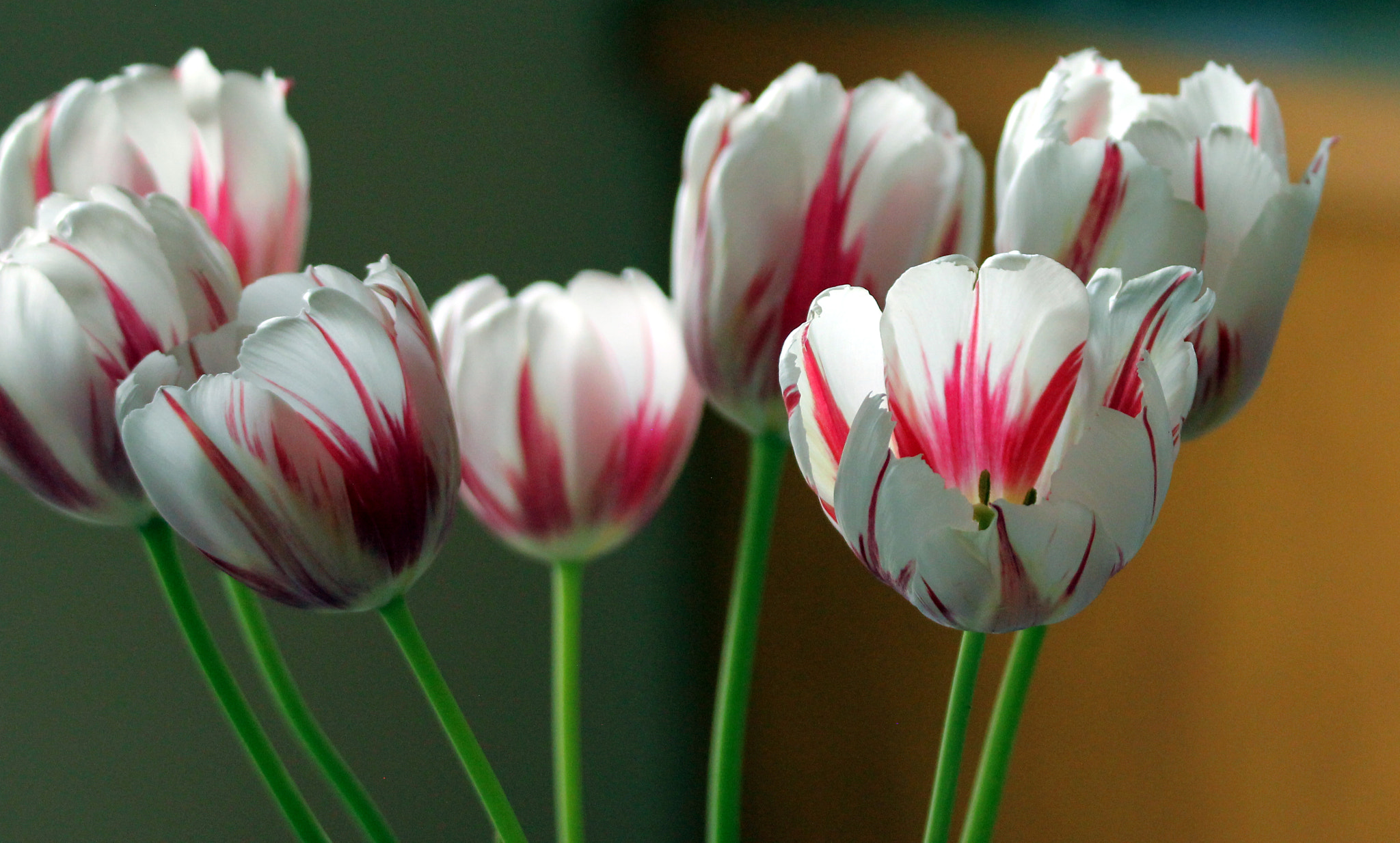 Tamron SP 150-600mm F5-6.3 Di VC USD sample photo. Tulips for you photography