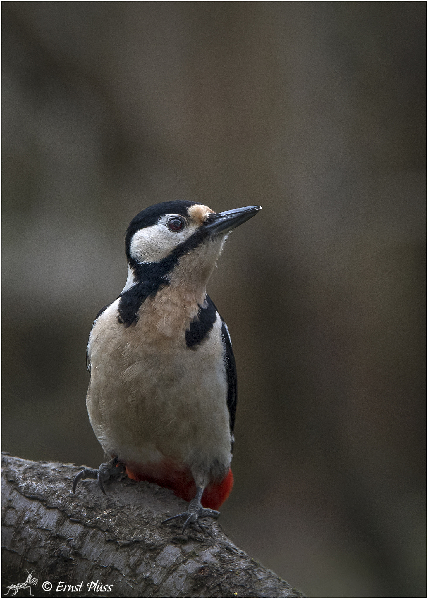 Nikon D5 sample photo. Great spotted woodpecker photography