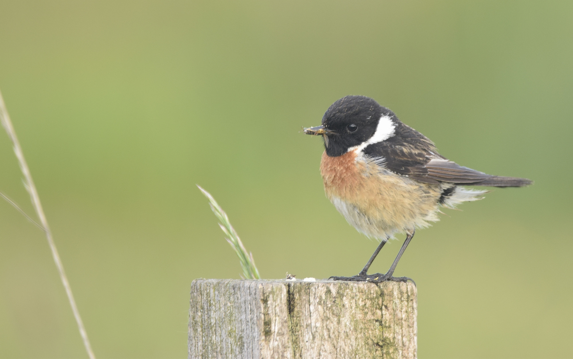 Sigma 150-600mm F5-6.3 DG OS HSM | C sample photo. Roodborsttapuit photography