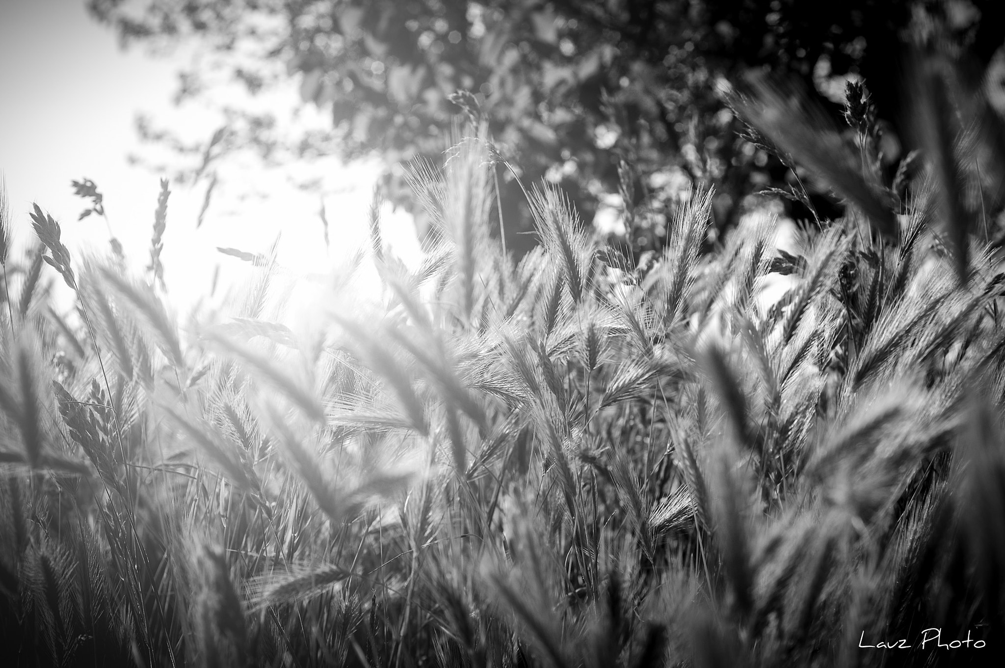 Nikon D5000 + Nikon AF Nikkor 50mm F1.8D sample photo. Ears of wheat photography