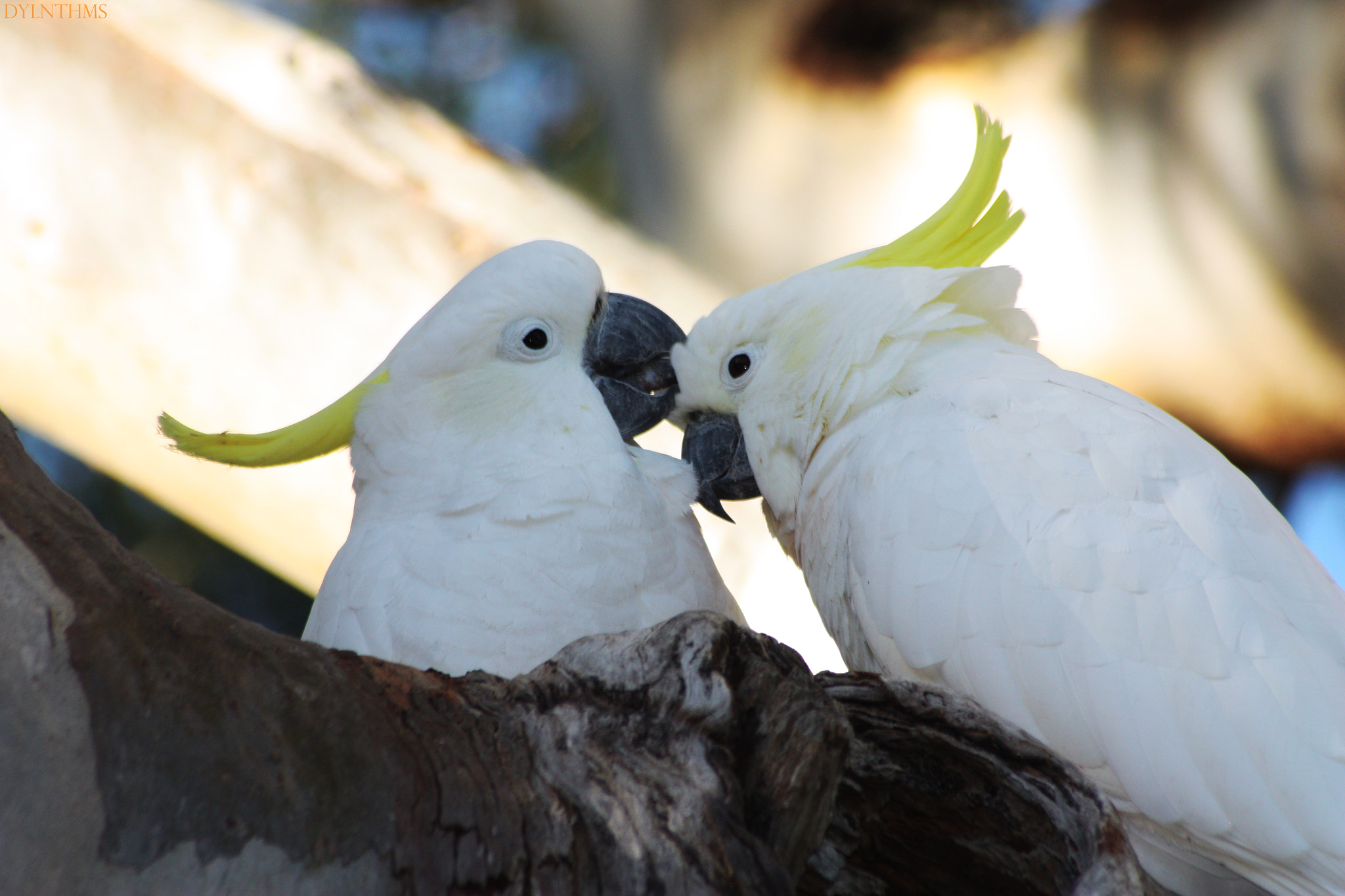 Sigma 70-300mm F4-5.6 APO DG Macro sample photo. Love birds photography