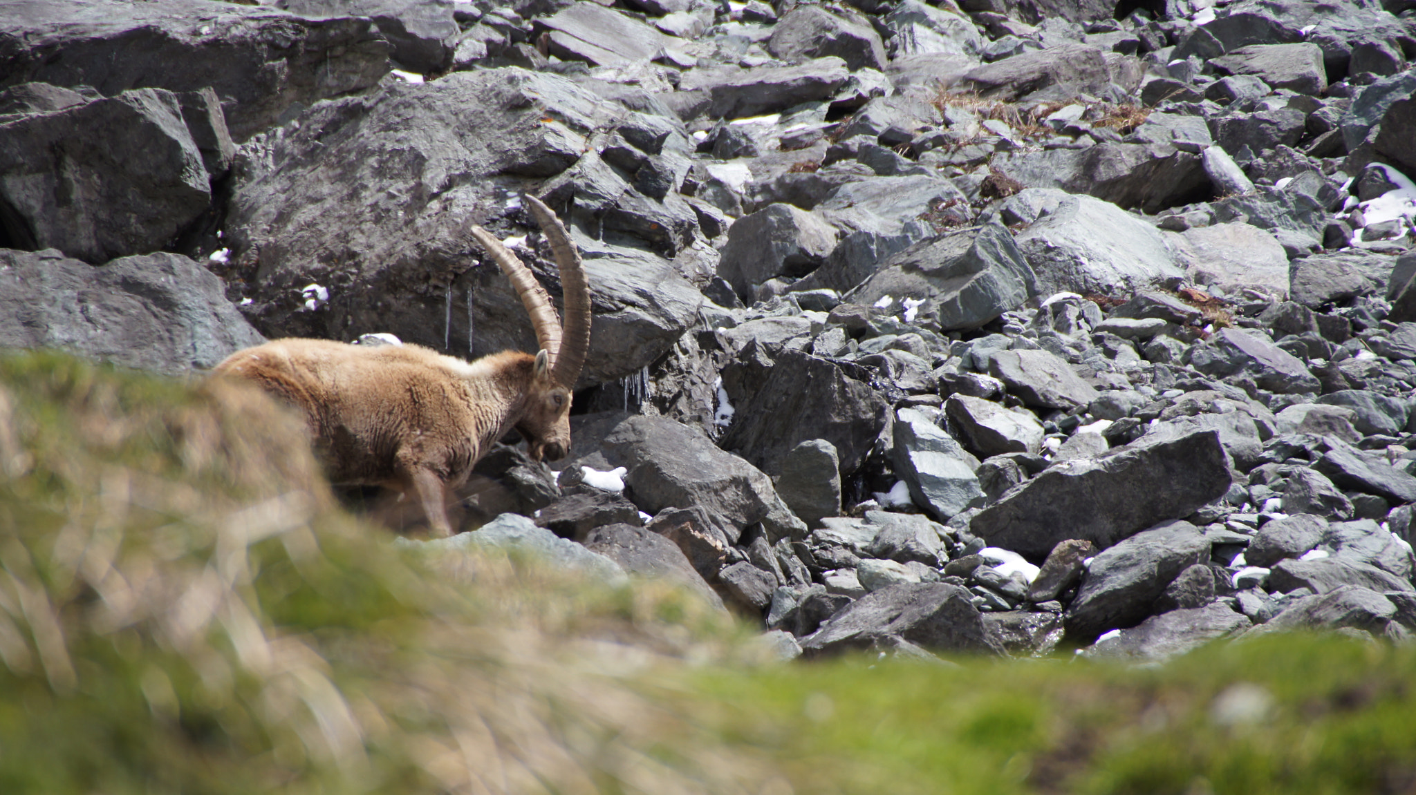Sony SLT-A55 (SLT-A55V) sample photo. Ibex photography