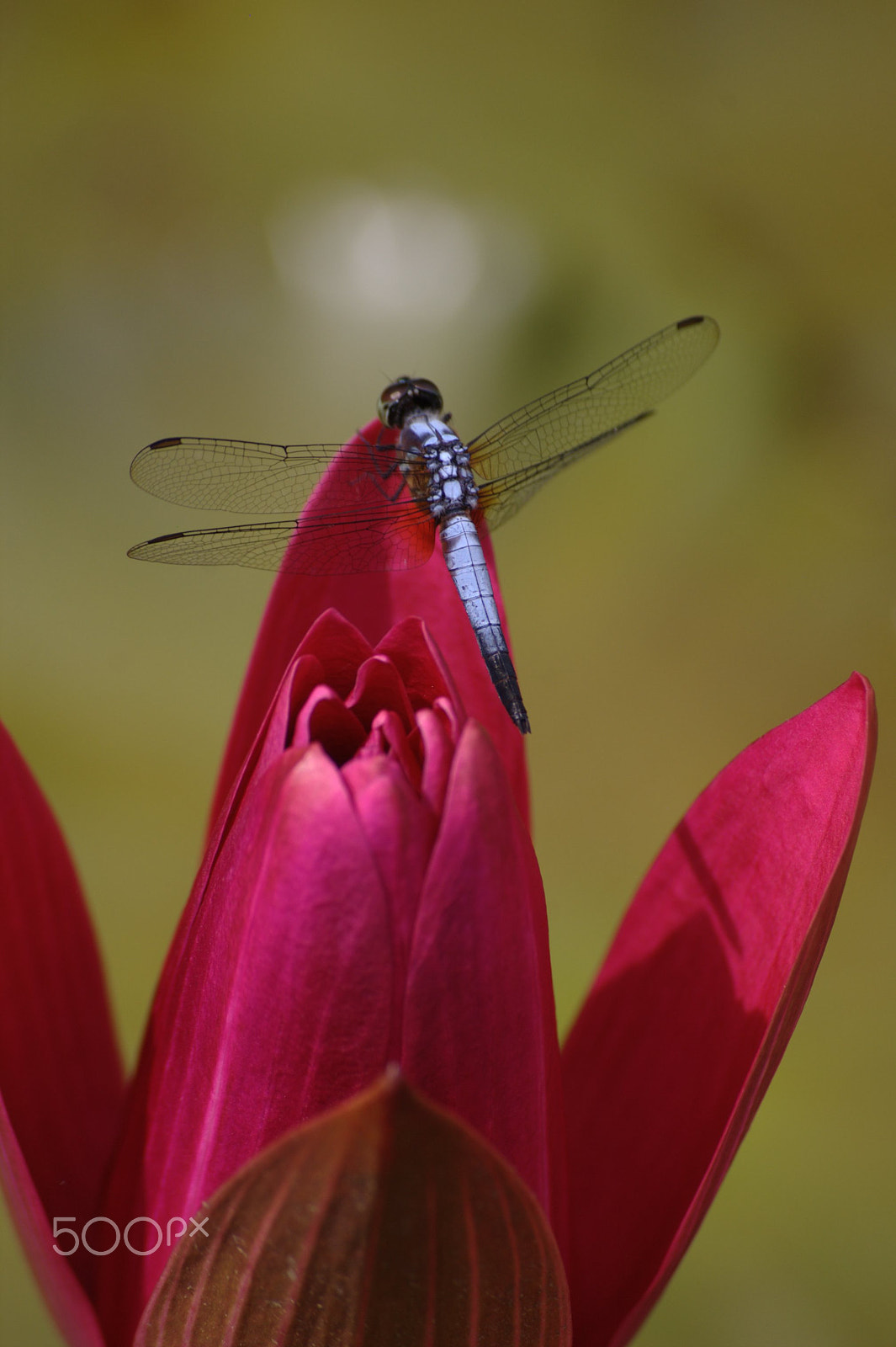 Sigma 55-200mm F4-5.6 DC sample photo. Dragonfly photography