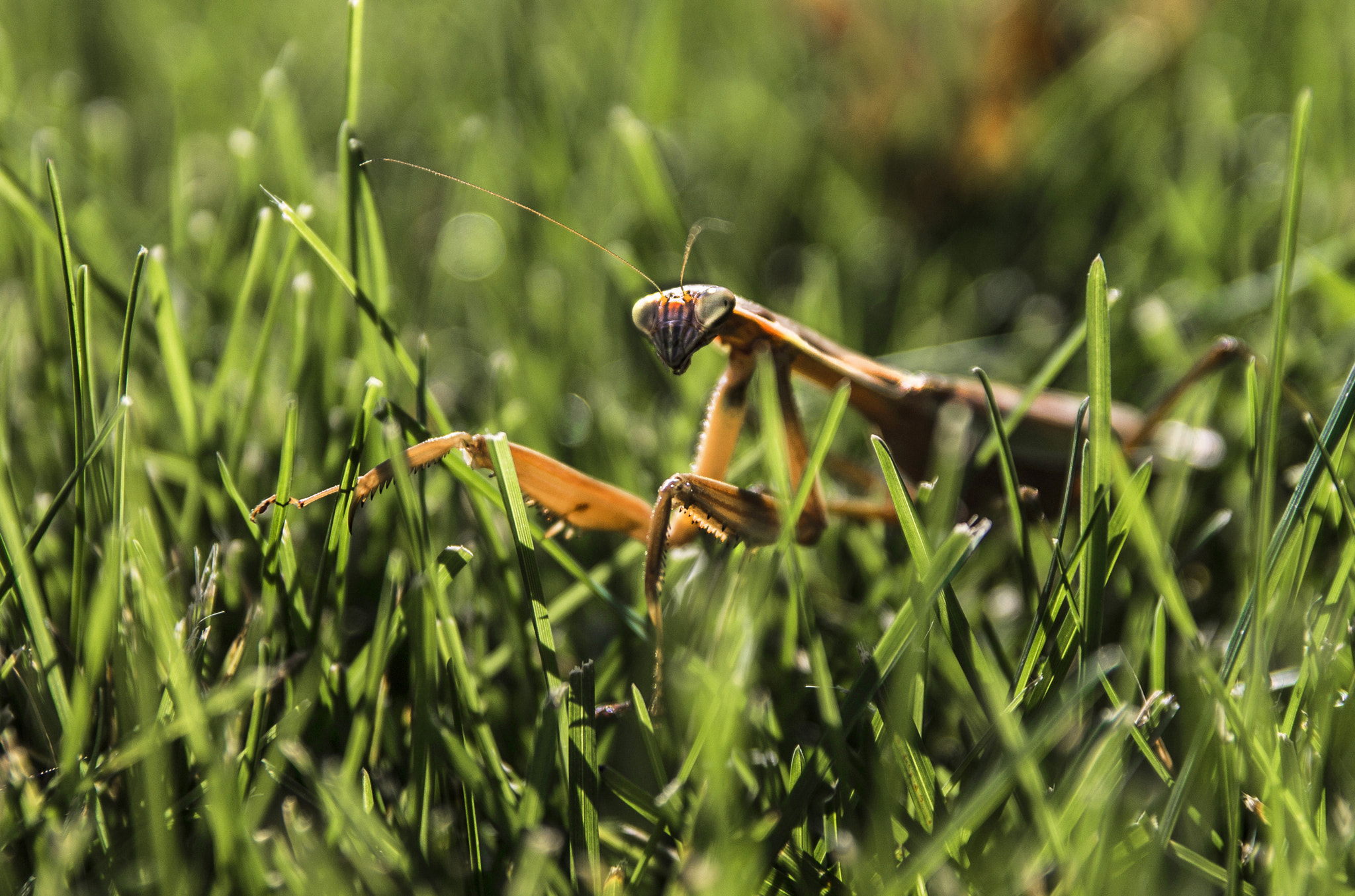 Canon EOS 1100D (EOS Rebel T3 / EOS Kiss X50) sample photo. Mantis in the grass photography